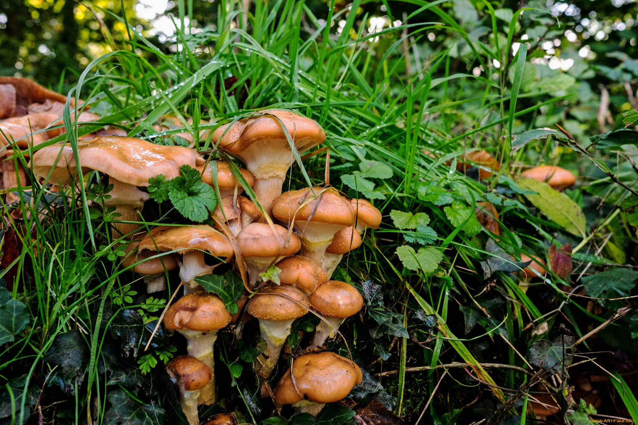 природа, грибы, лес