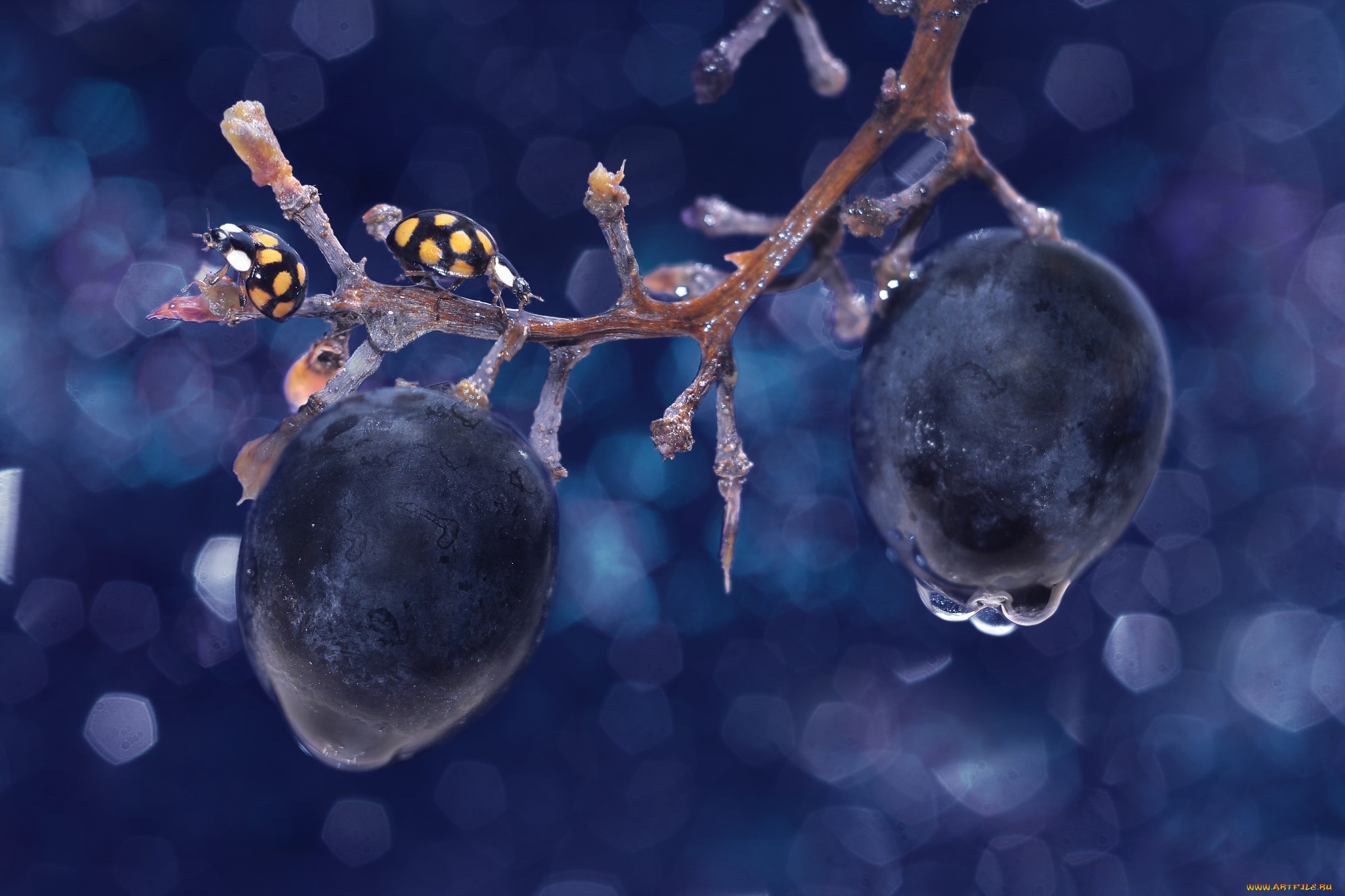 животные, божьи, коровки, жуки, божья, коровка, лёд, капли, виноград, макро, ветка