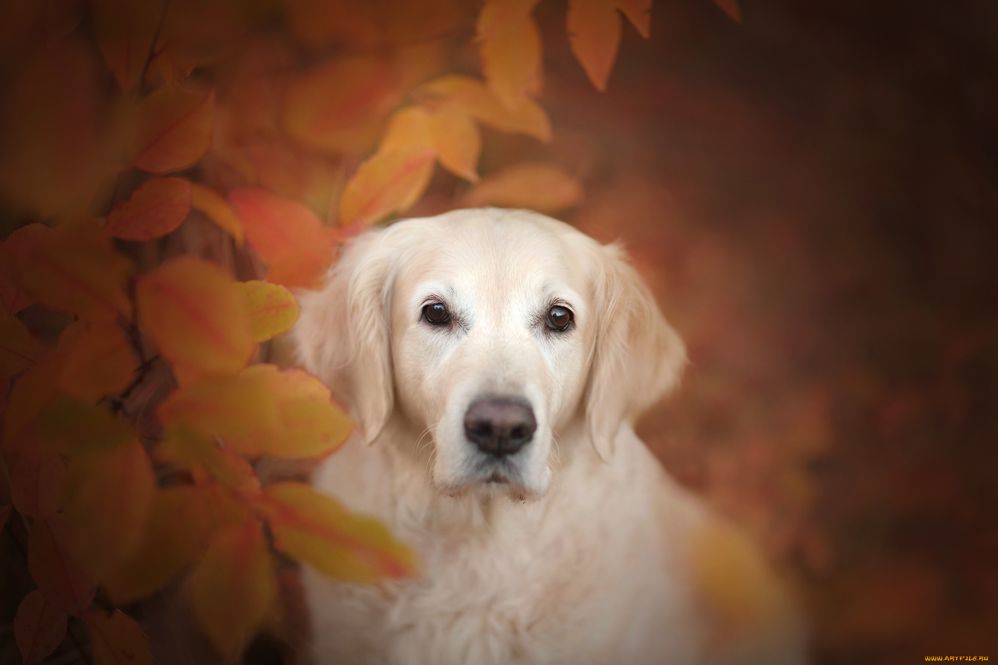 животные, собаки, взгляд, морда, листья, боке, осень, собака