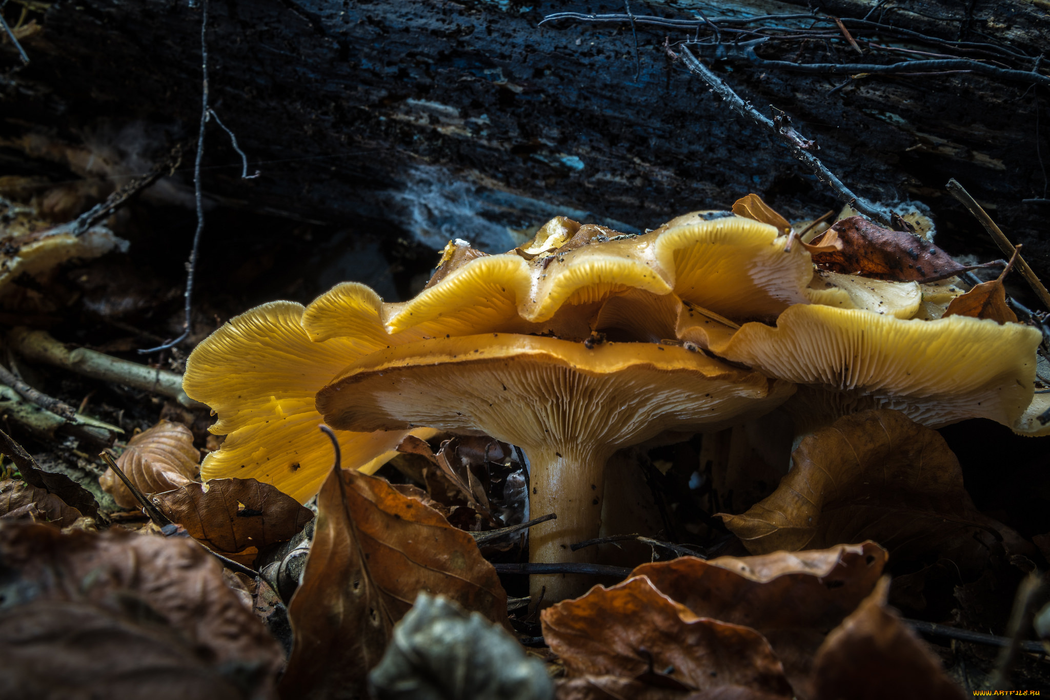 природа, грибы, лес