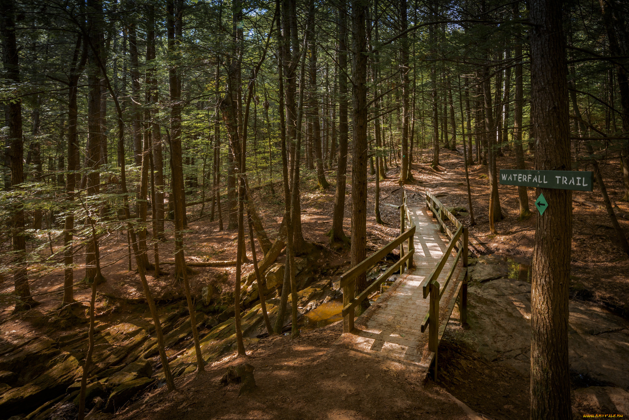 природа, лес, простор