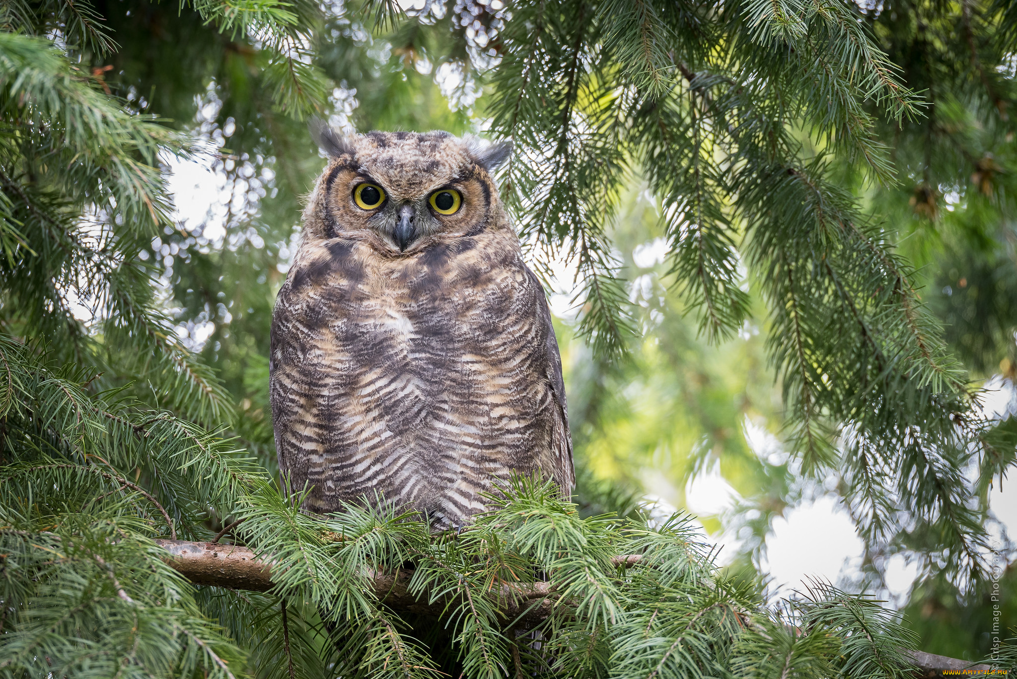 животные, совы, ель, птица, природа, сова