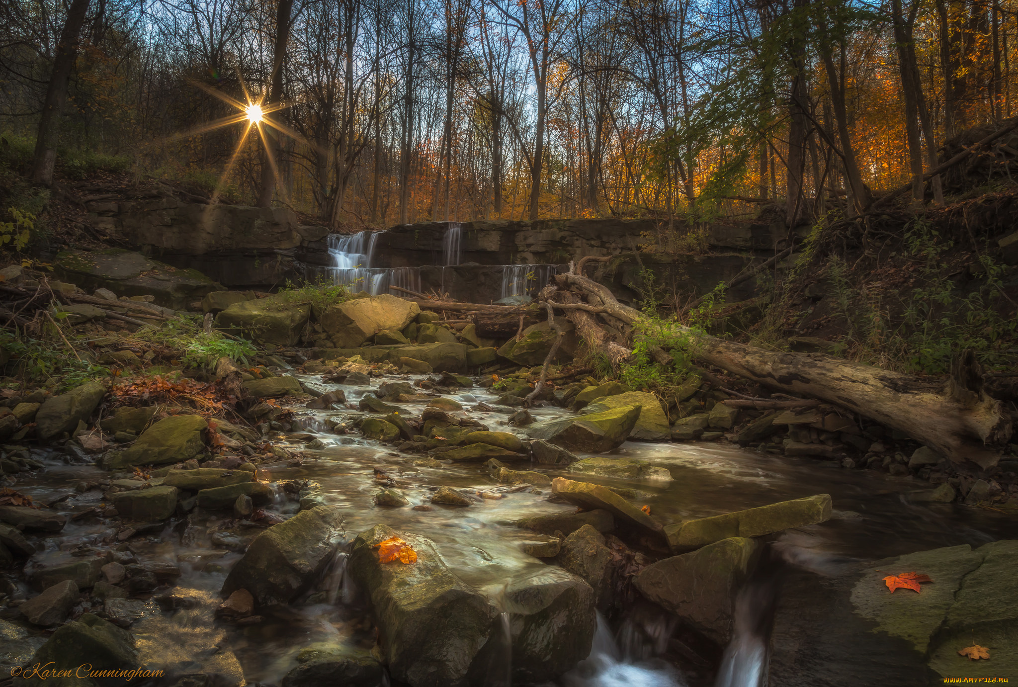 природа, лес, простор