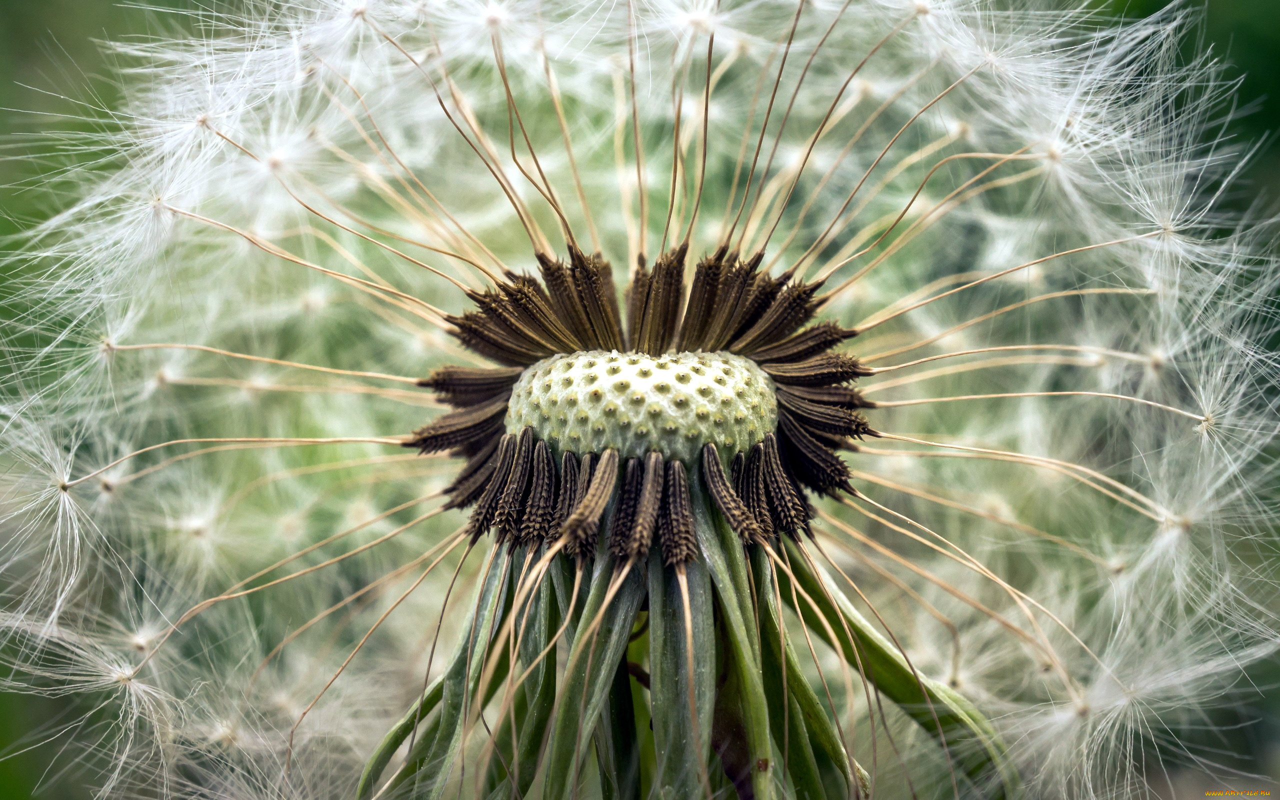 цветы, одуванчики, макро