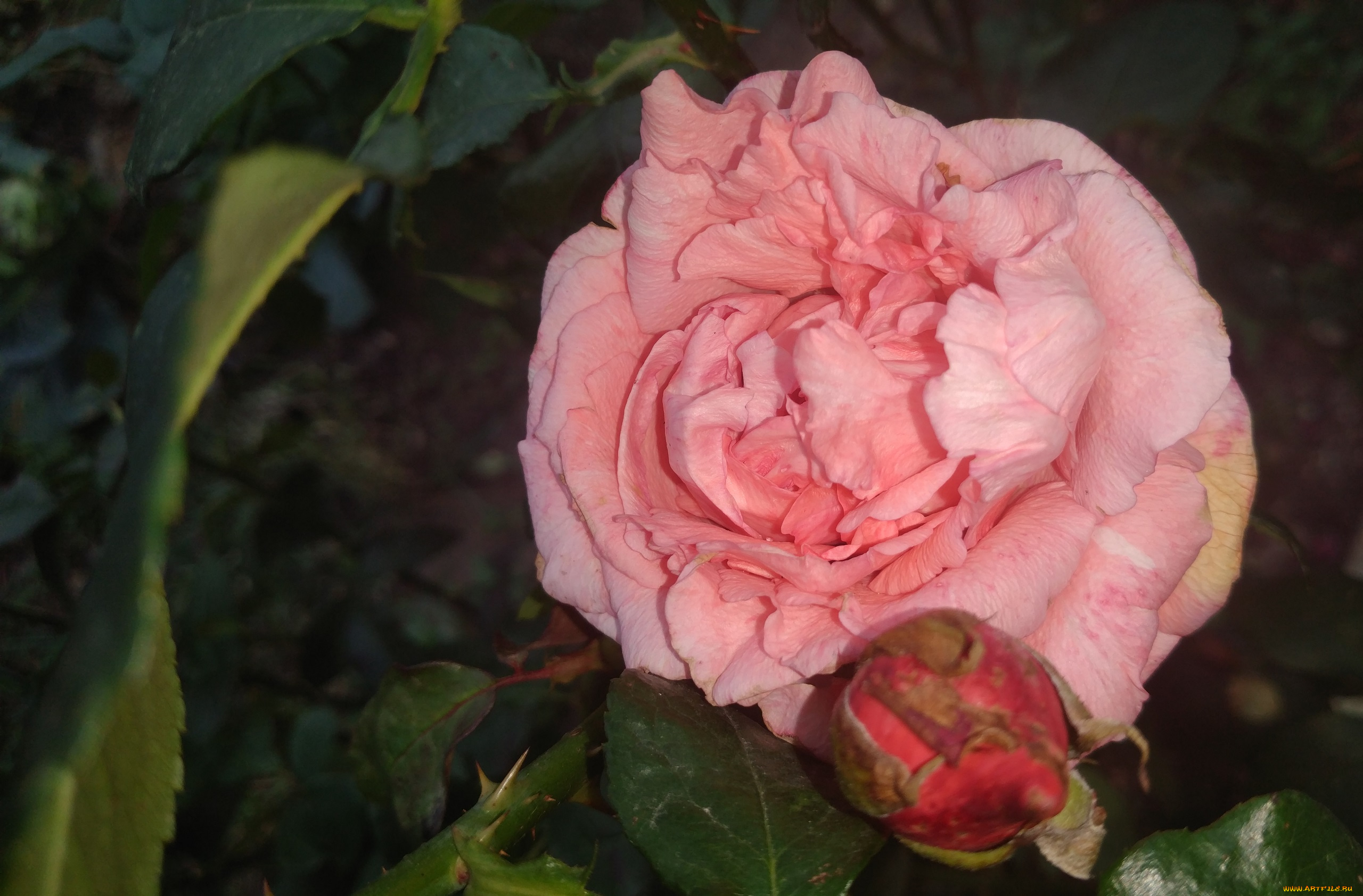 цветы, розы, роза