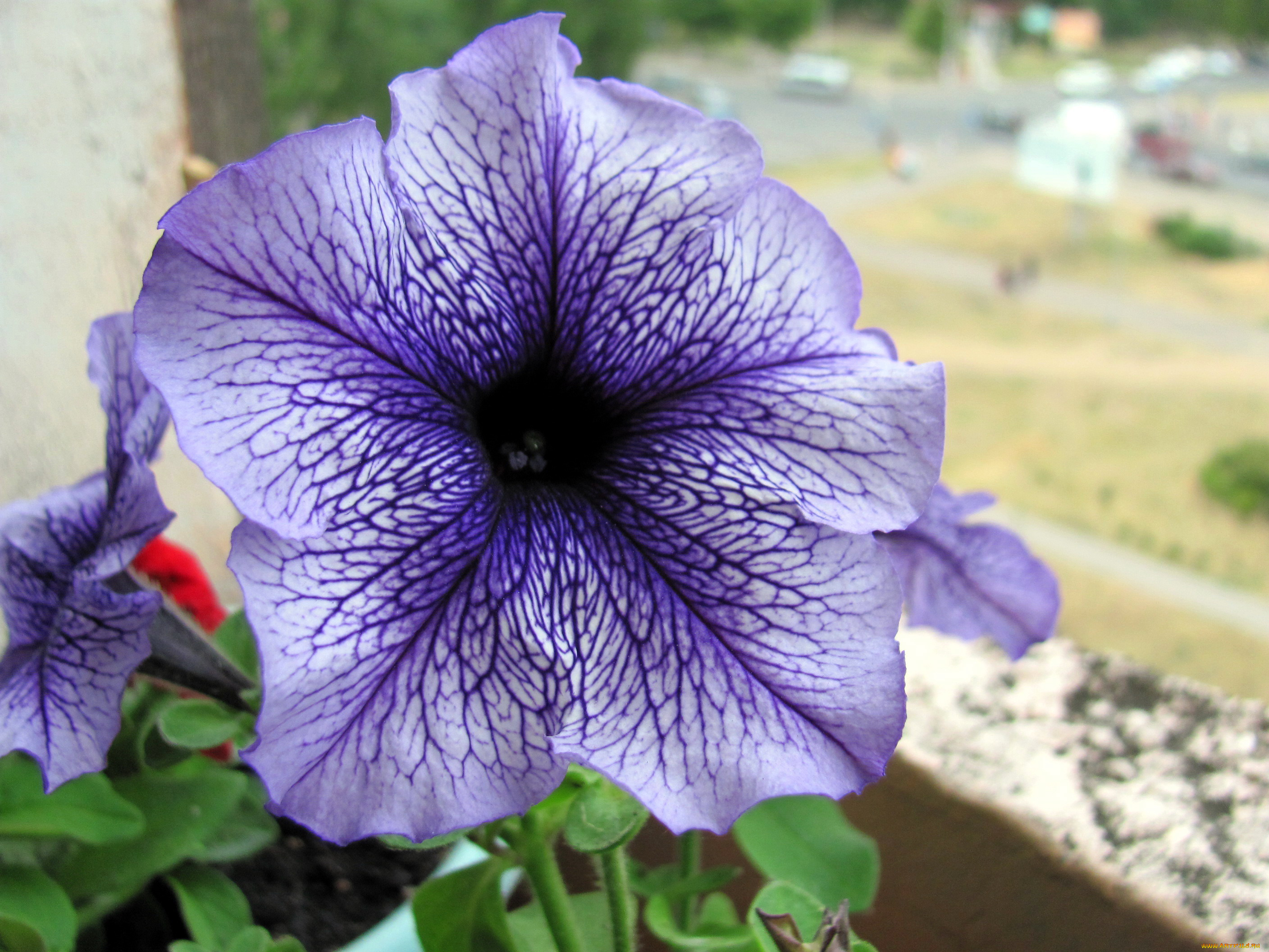 цветы, петунии, , калибрахоа, макро