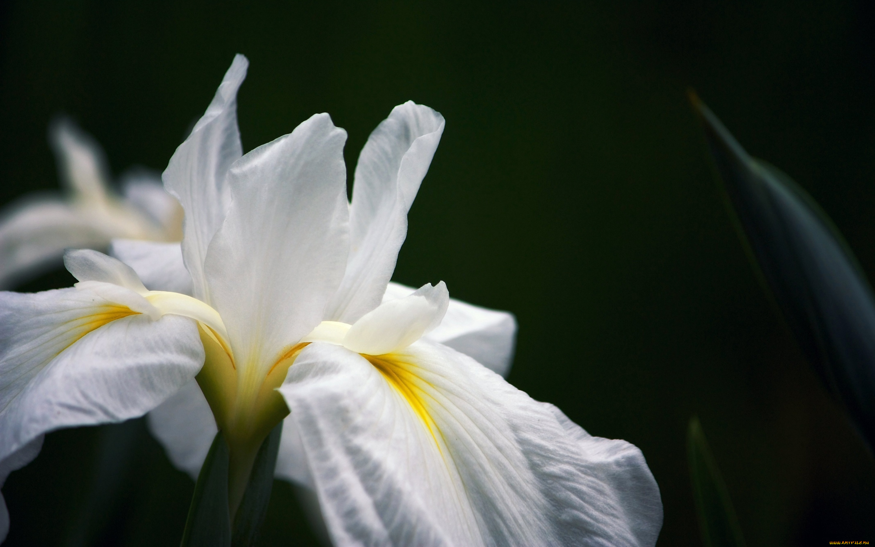 цветы, ирисы, ирис, макро, природа, лепестки