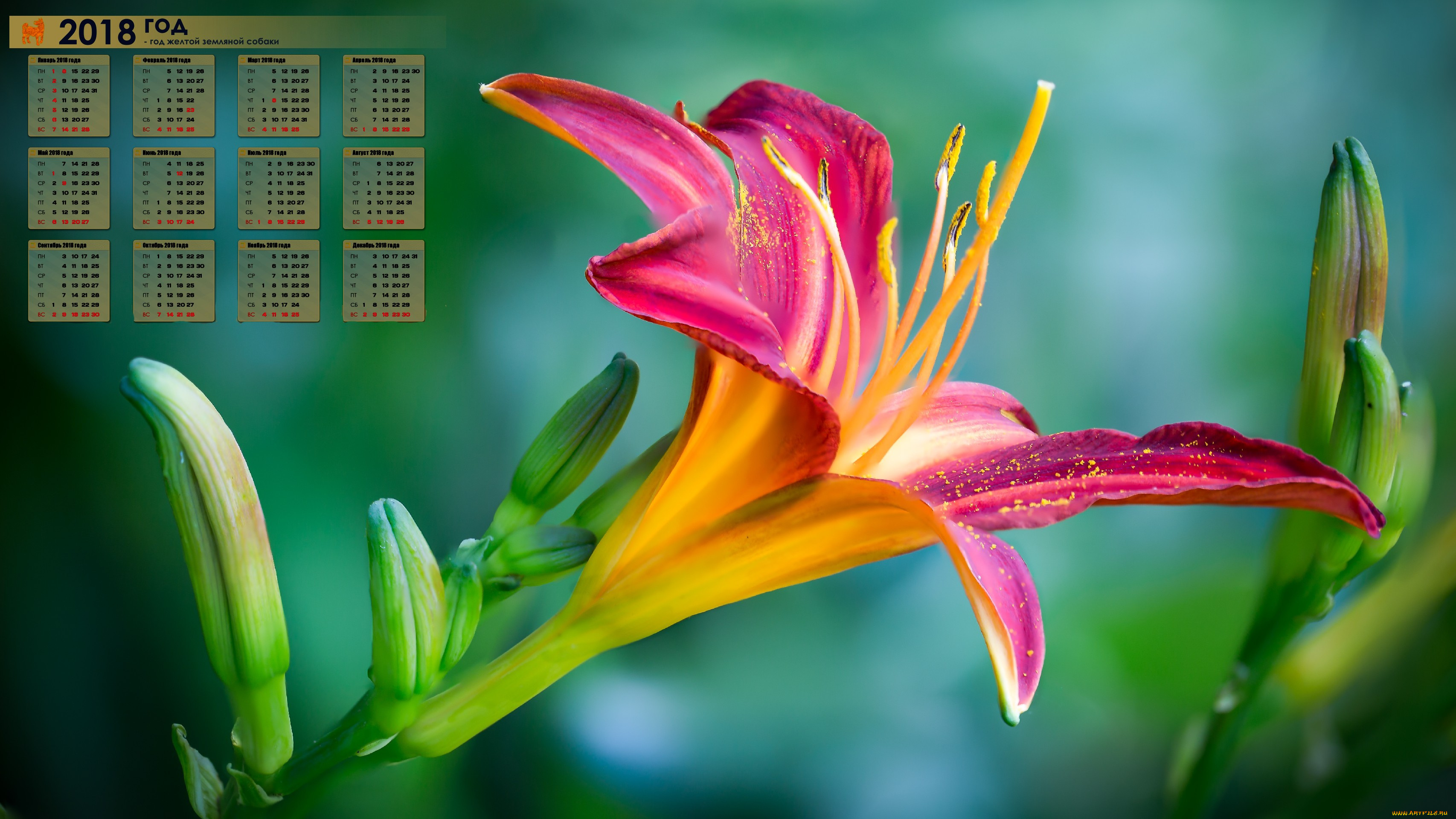 календари, цветы, 2018, бутон