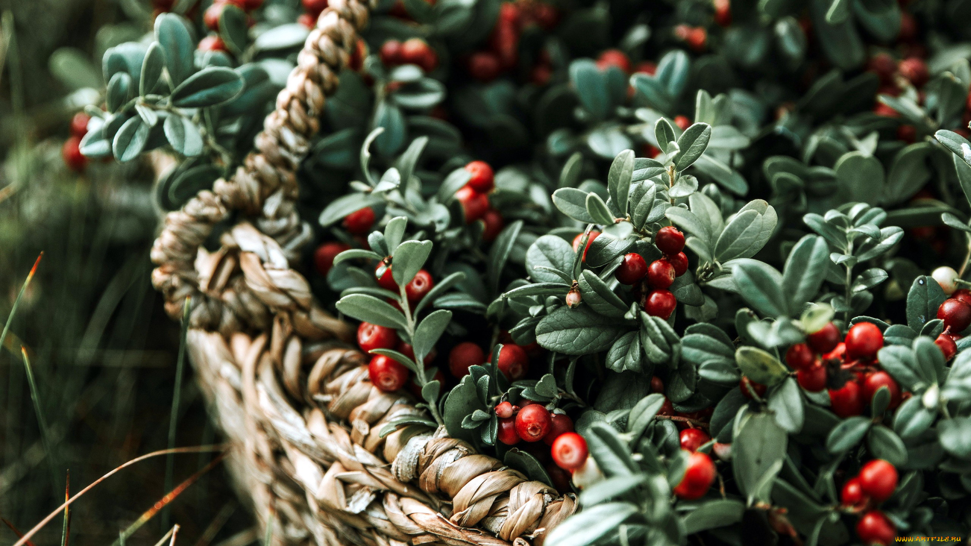 еда, брусника, корзинка, ягоды