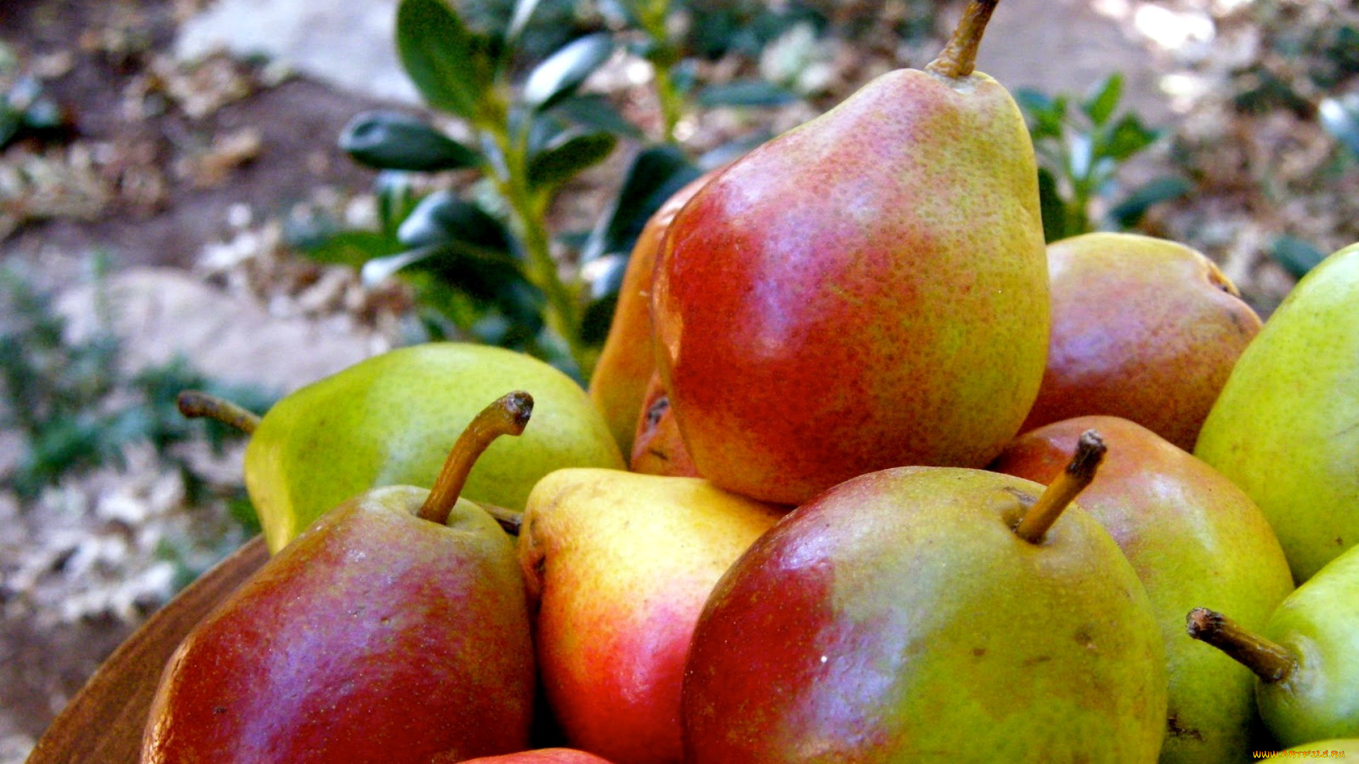 еда, груши, фрукты