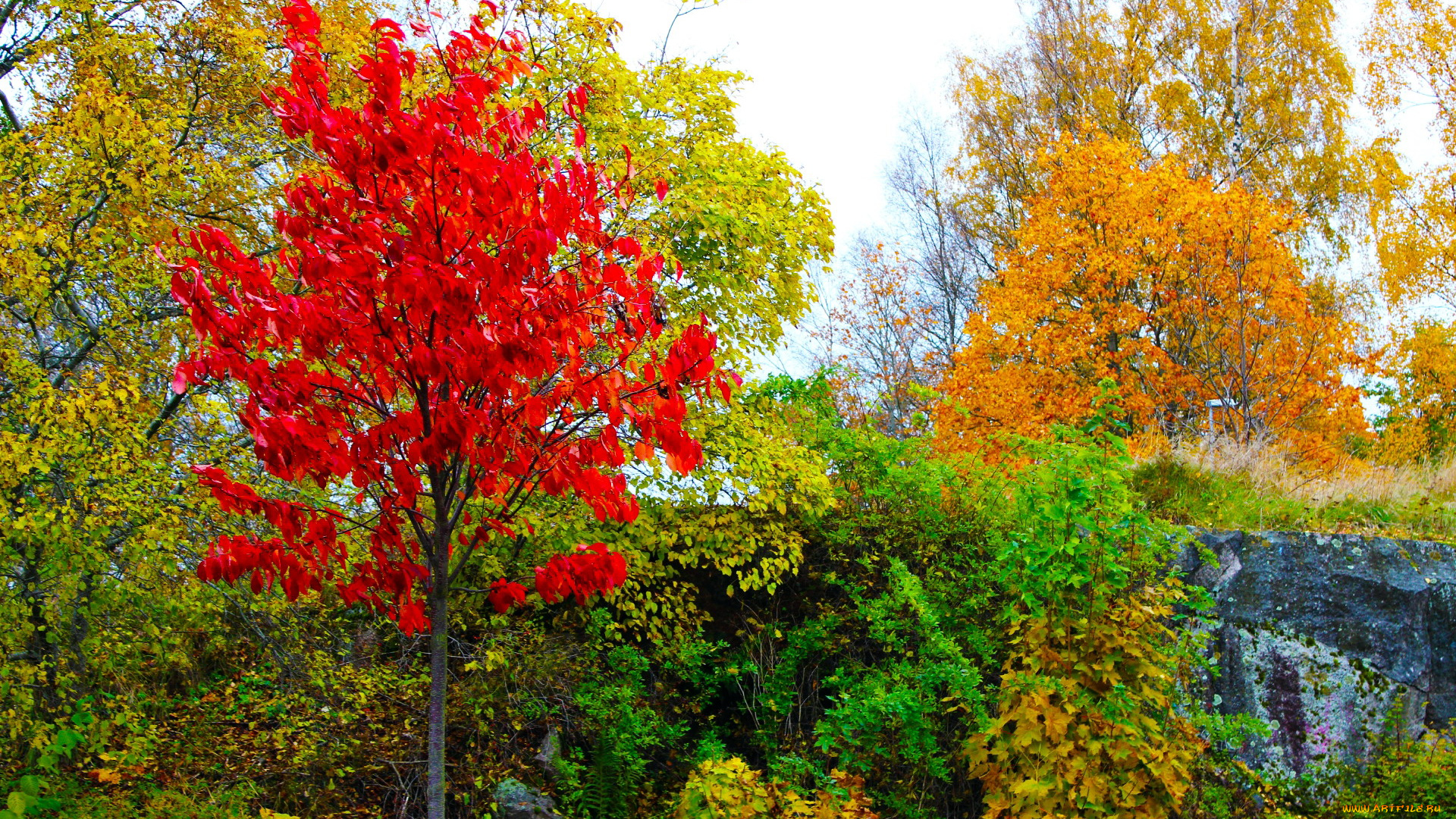 природа, деревья, осень
