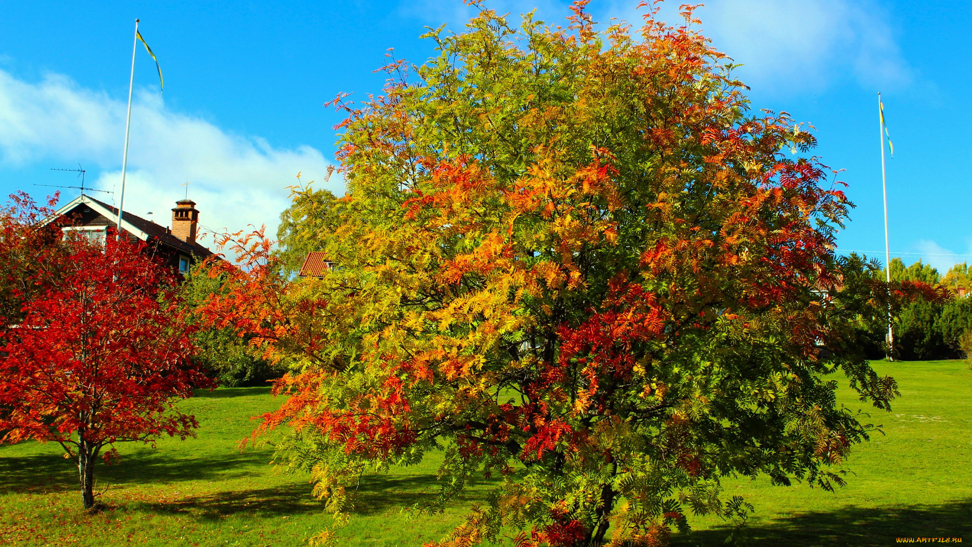природа, деревья, осень