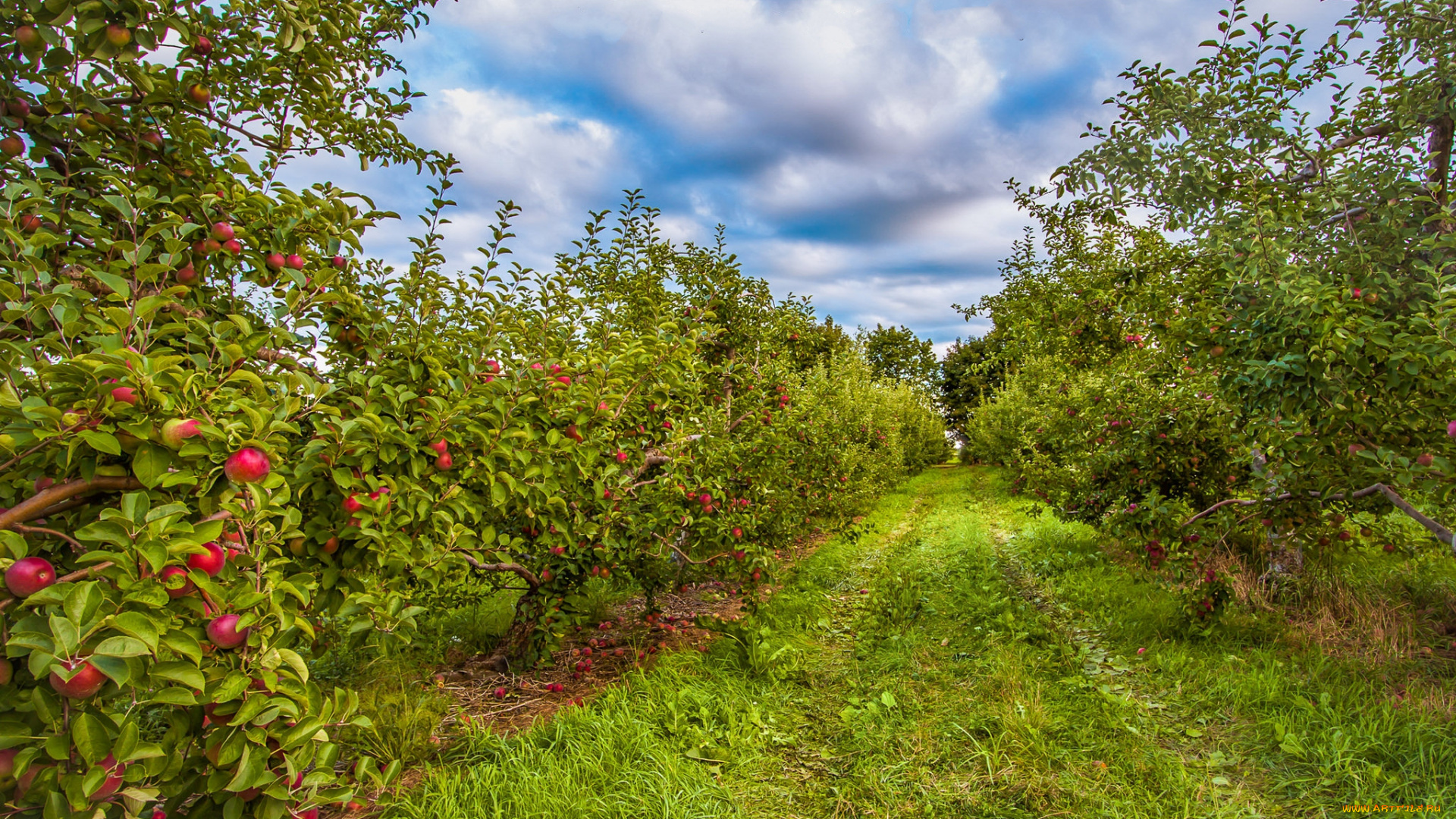 природа, деревья, простор