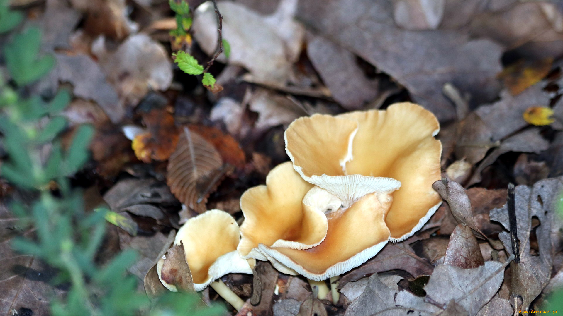 природа, грибы, листья, осень