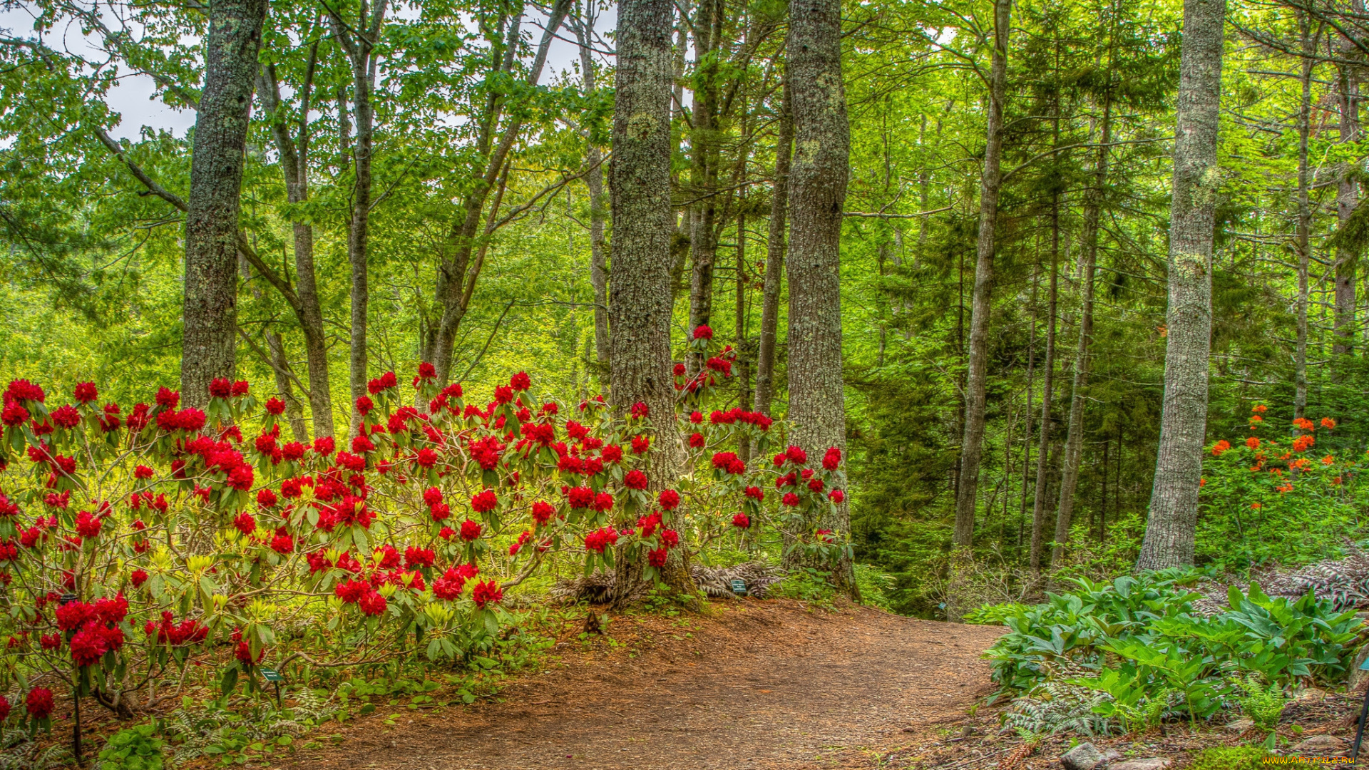 природа, лес, простор