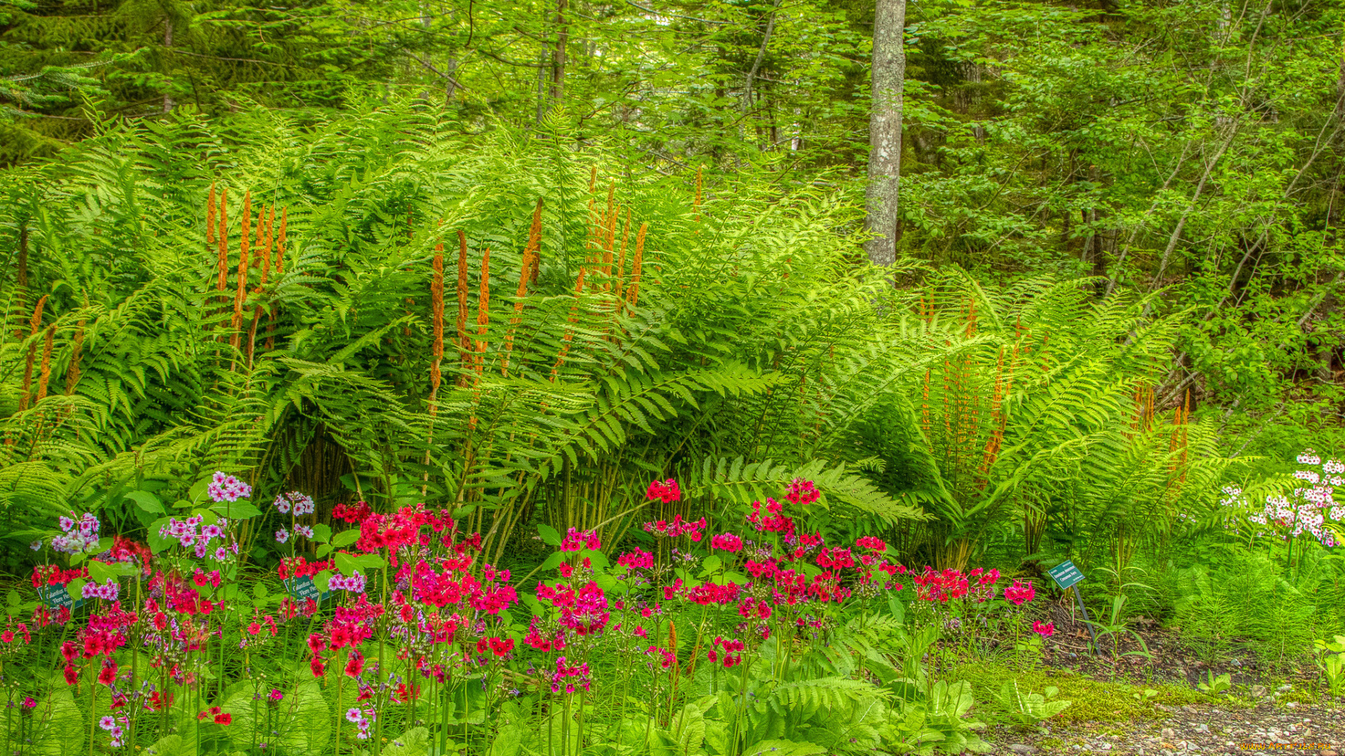 природа, лес, простор