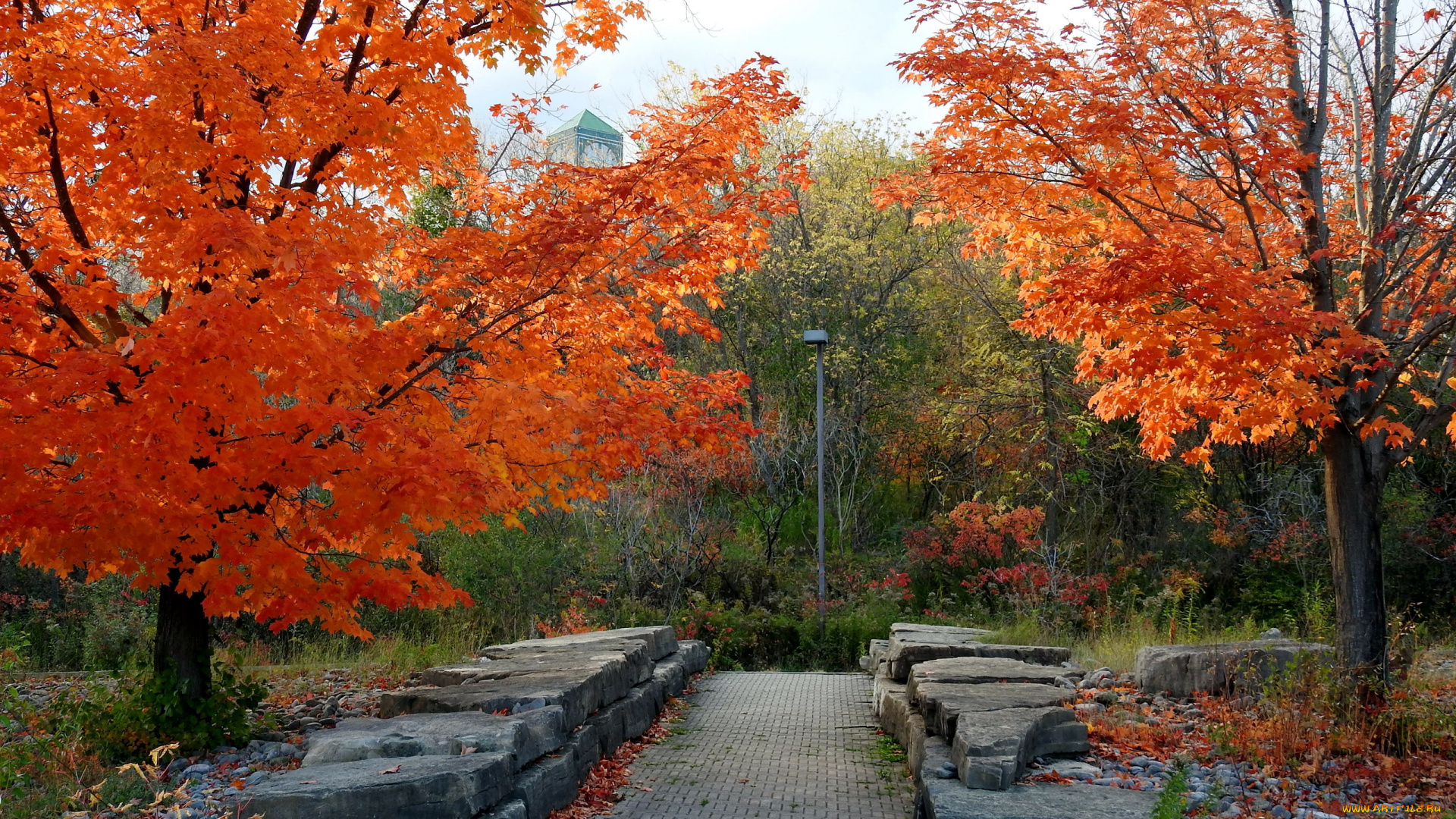природа, парк, листопад, осень