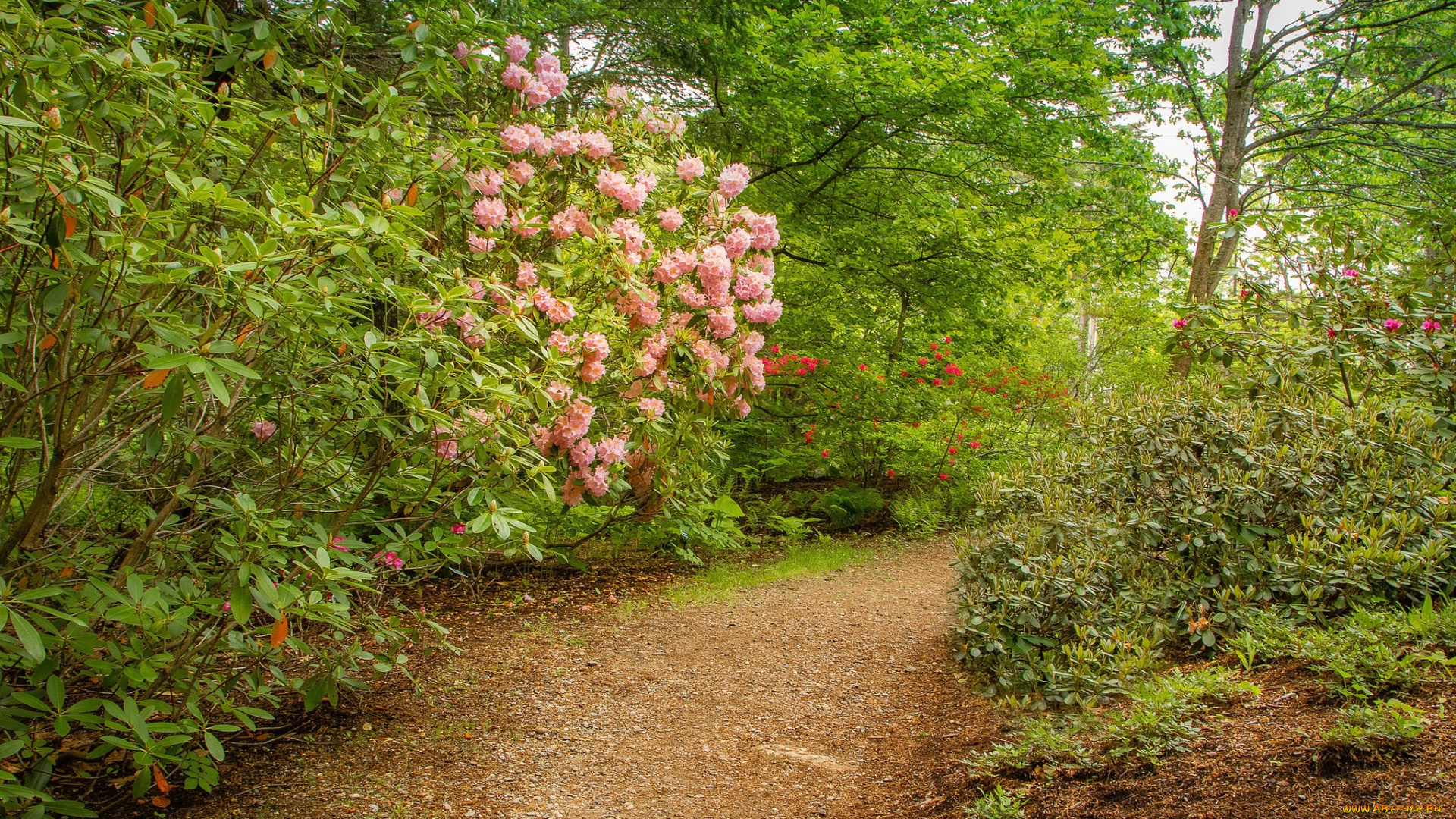 природа, парк, простор