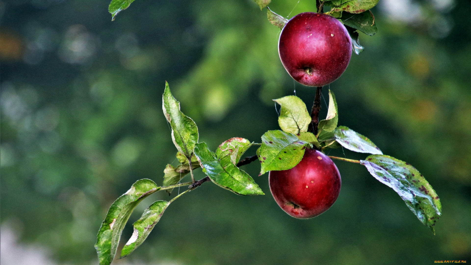 природа, плоды, яблоки