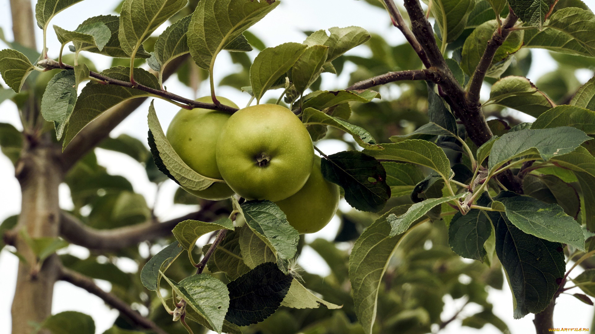 природа, плоды, яблоки