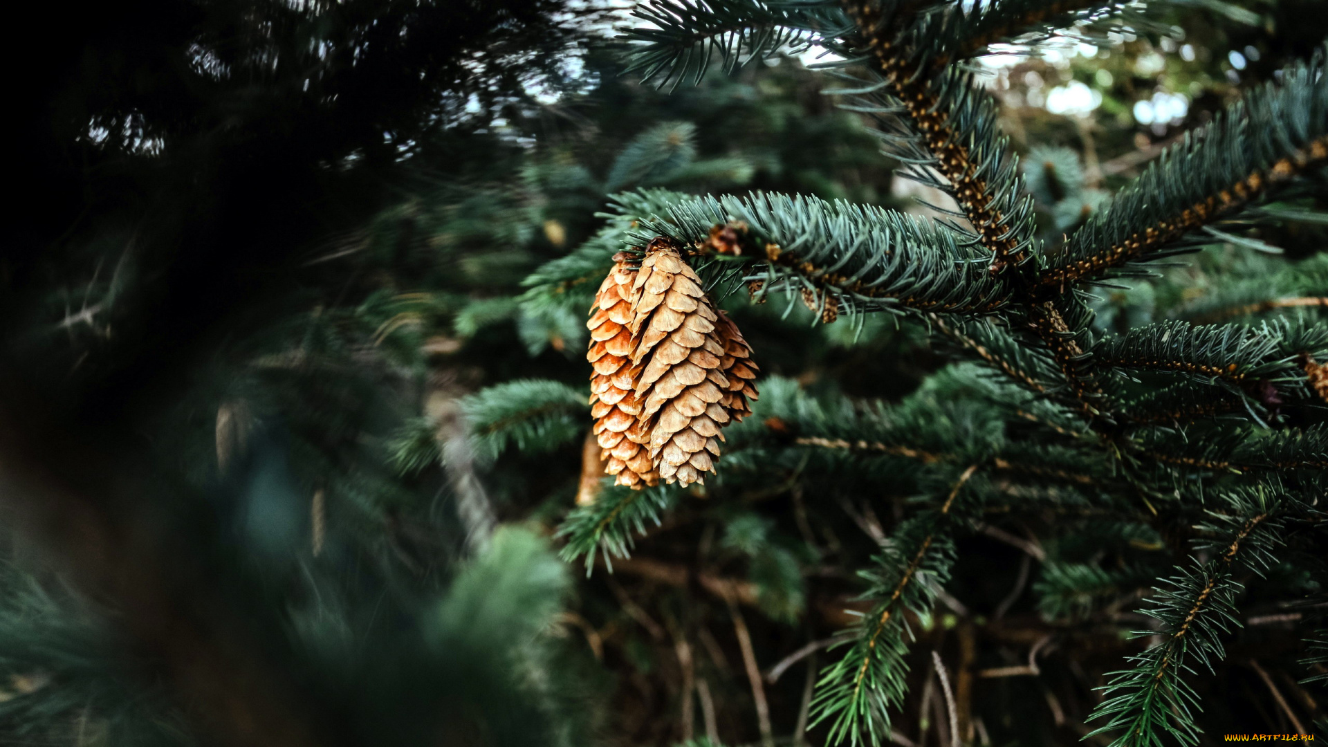 природа, шишки, , жёлуди, , каштаны