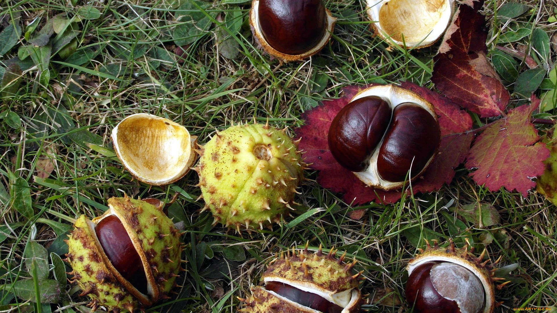 природа, шишки, , жёлуди, , каштаны, каштаны