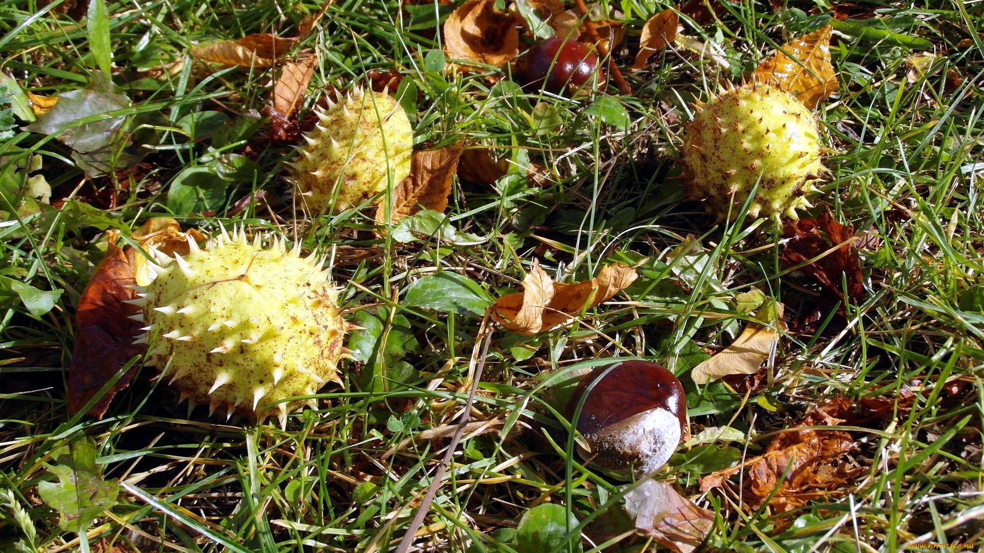 природа, шишки, , жёлуди, , каштаны, каштаны