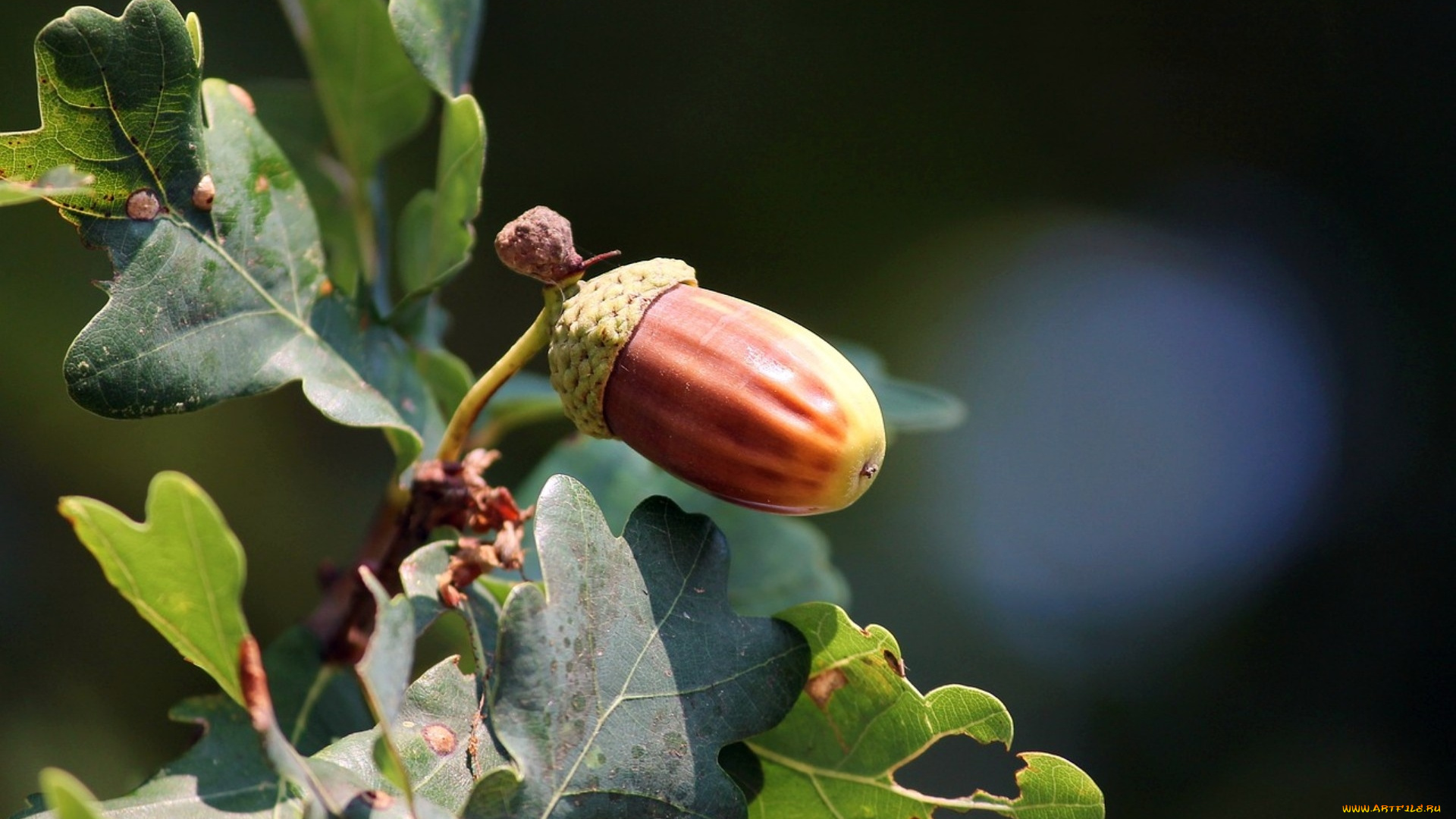 природа, шишки, , жёлуди, , каштаны, желуди