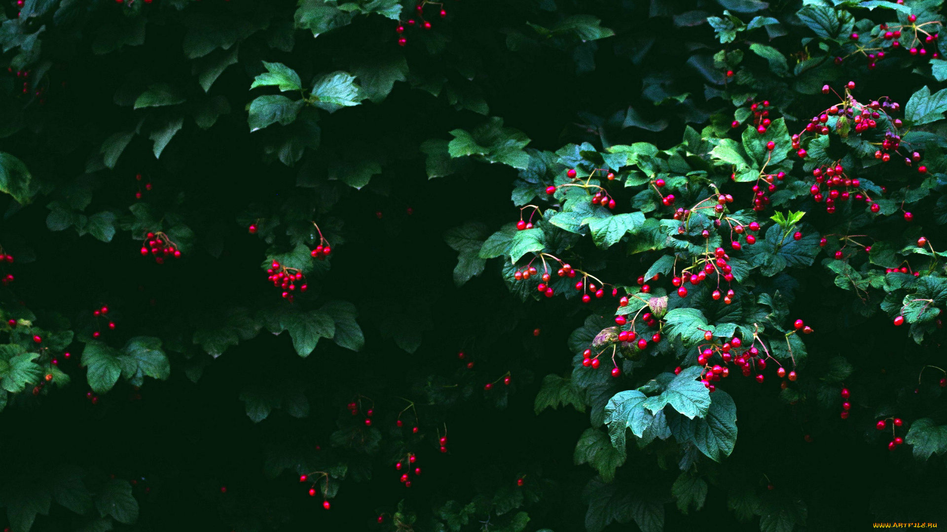 природа, Ягоды, куст