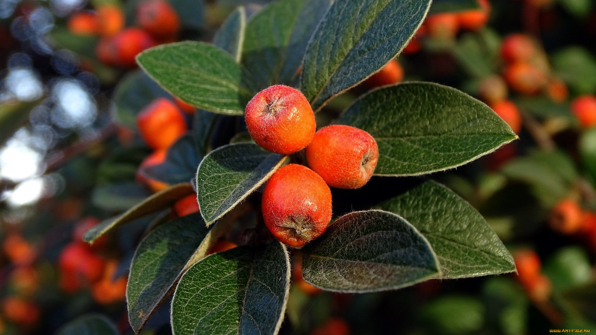 природа, Ягоды, ветка