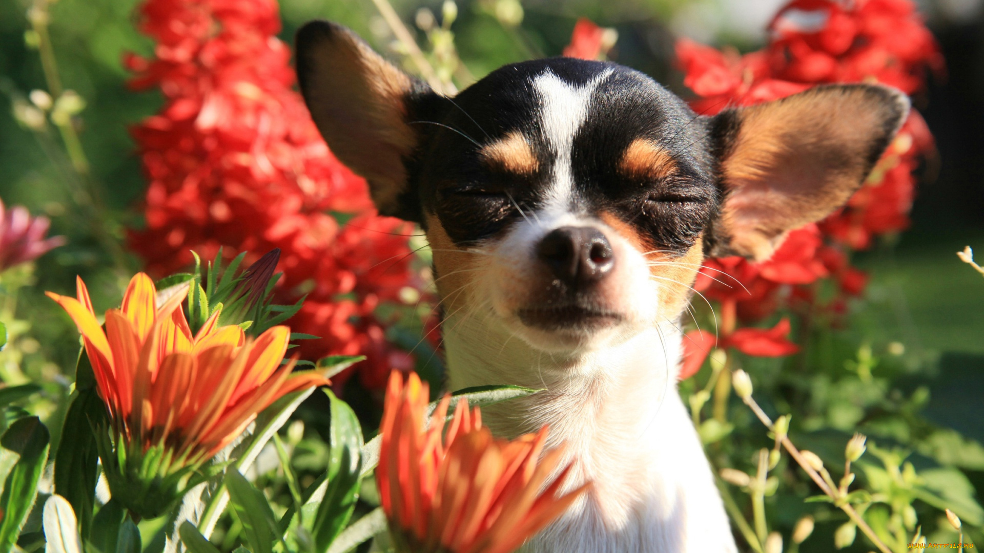 животные, собаки, цветы, портрет, уши, мордашка, пёсик, Чихуахуа, собачонка
