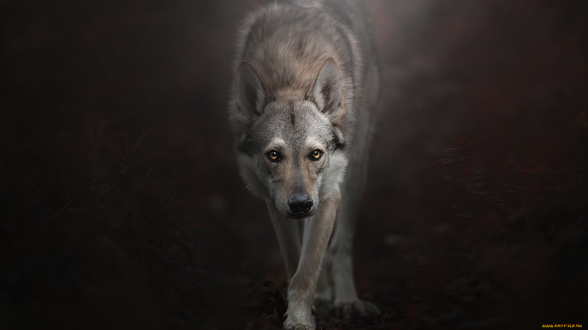 животные, волки, , койоты, , шакалы, взгляд, фон, Чехословацкий, влчак, Чехословацкая, волчья, собака