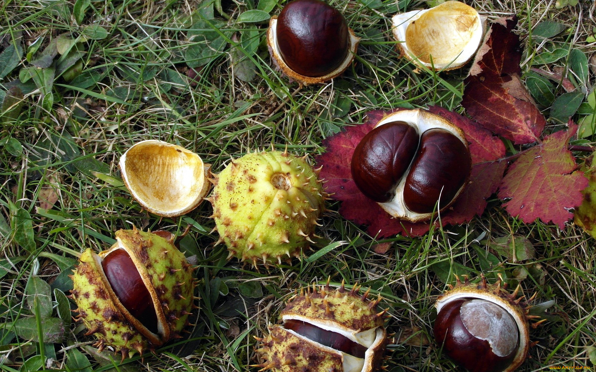 природа, шишки, , жёлуди, , каштаны, каштаны