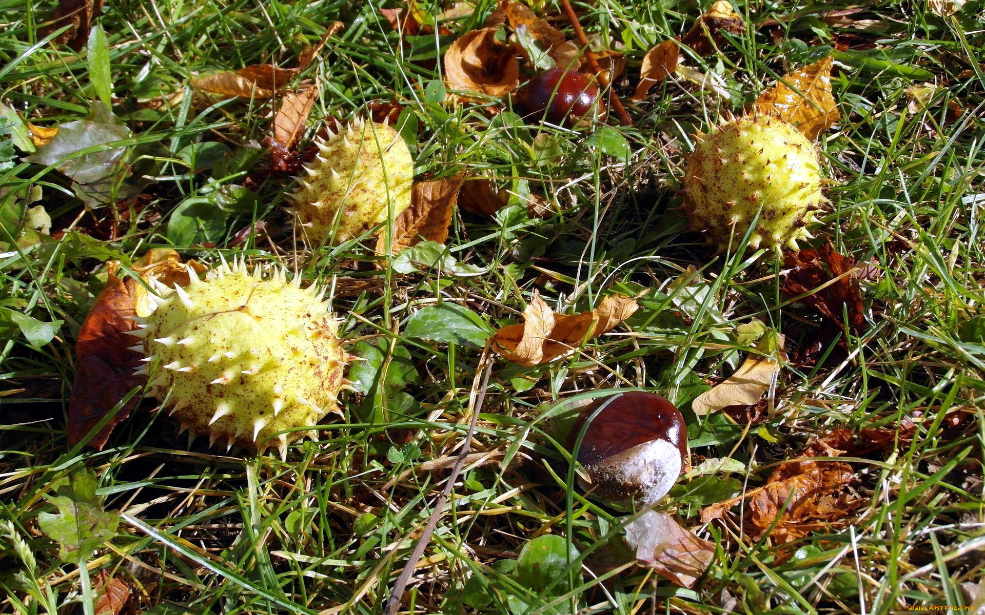 природа, шишки, , жёлуди, , каштаны, каштаны