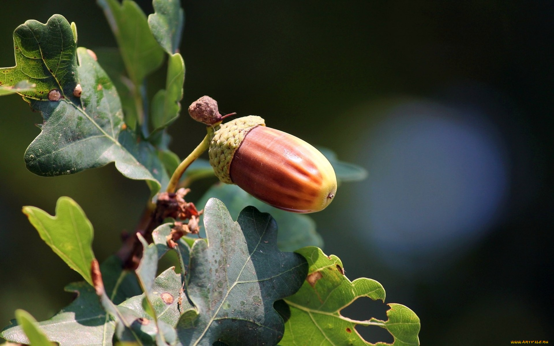 природа, шишки, , жёлуди, , каштаны, желуди