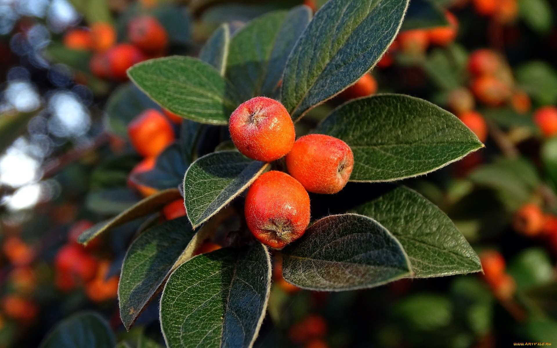 природа, Ягоды, ветка