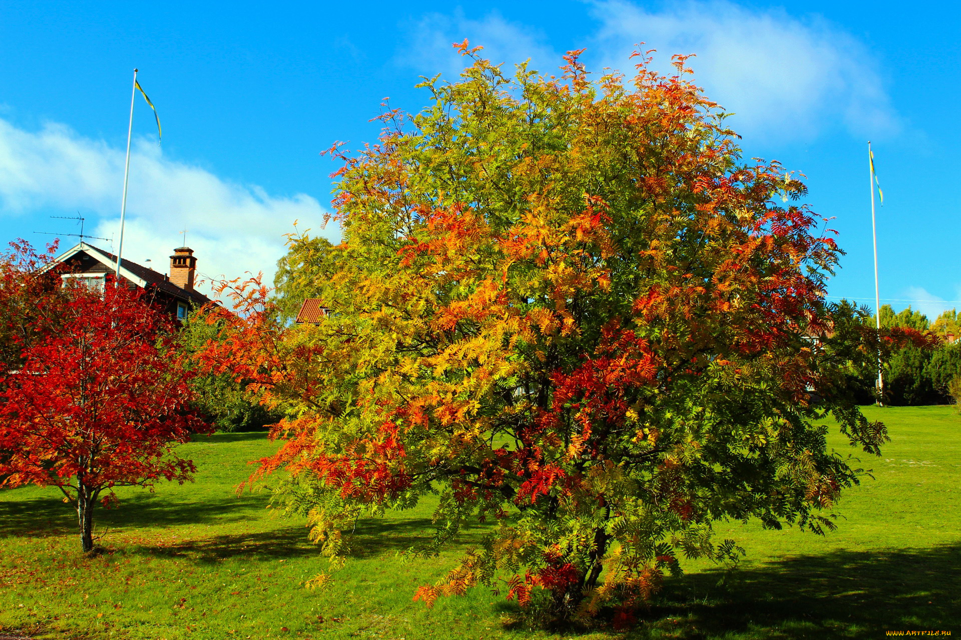 природа, деревья, осень