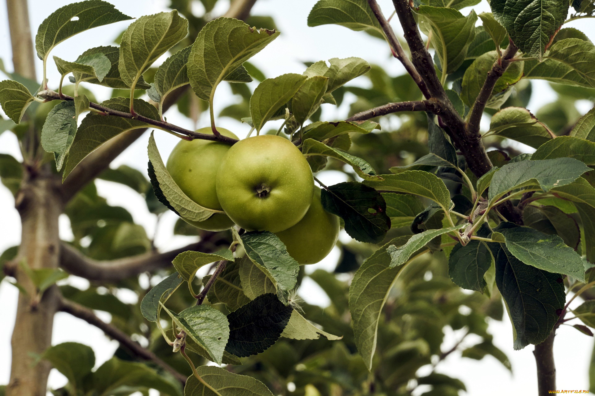 природа, плоды, яблоки