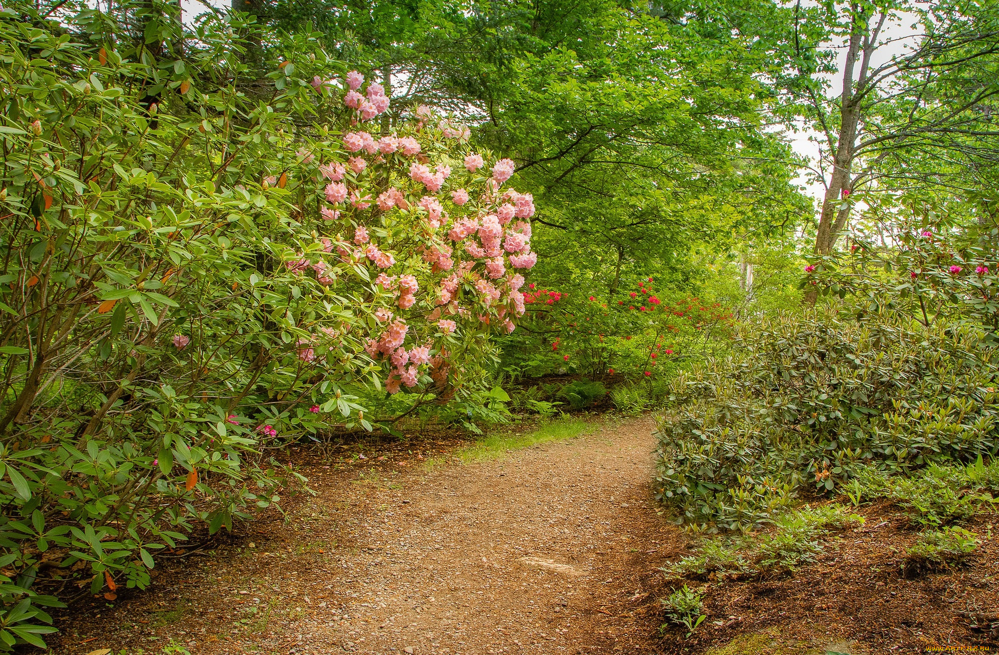 природа, парк, простор