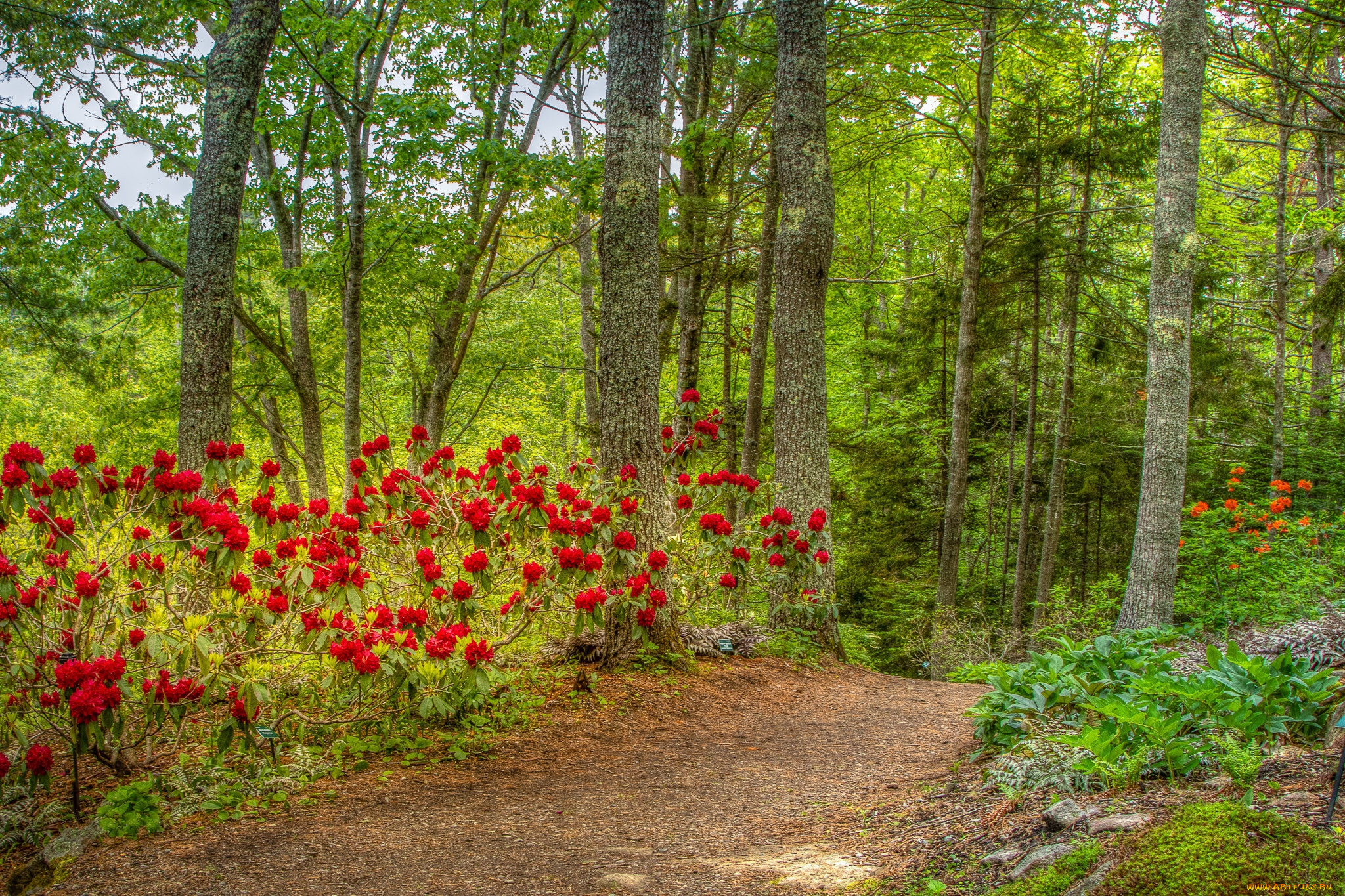 природа, лес, простор