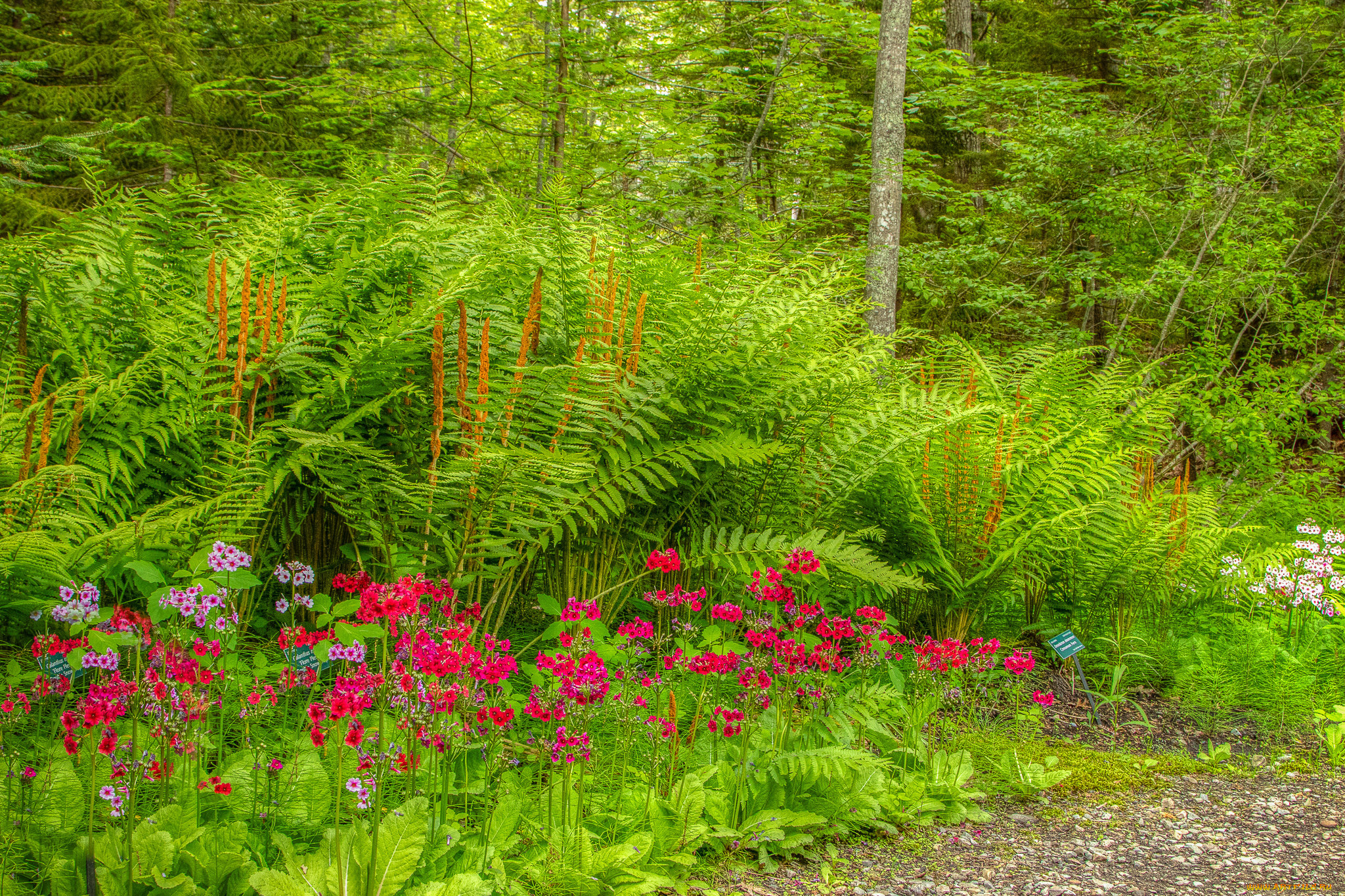 природа, лес, простор