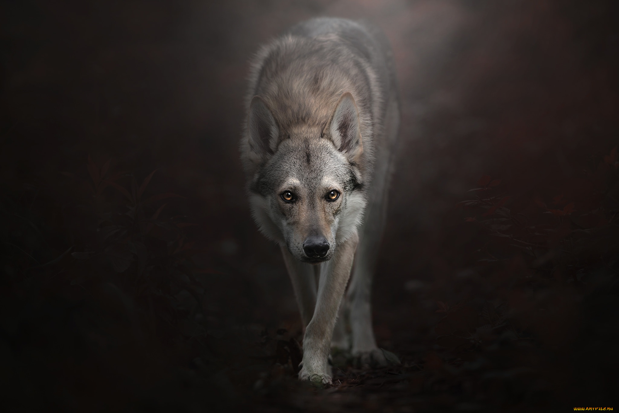 животные, волки, , койоты, , шакалы, взгляд, фон, Чехословацкий, влчак, Чехословацкая, волчья, собака