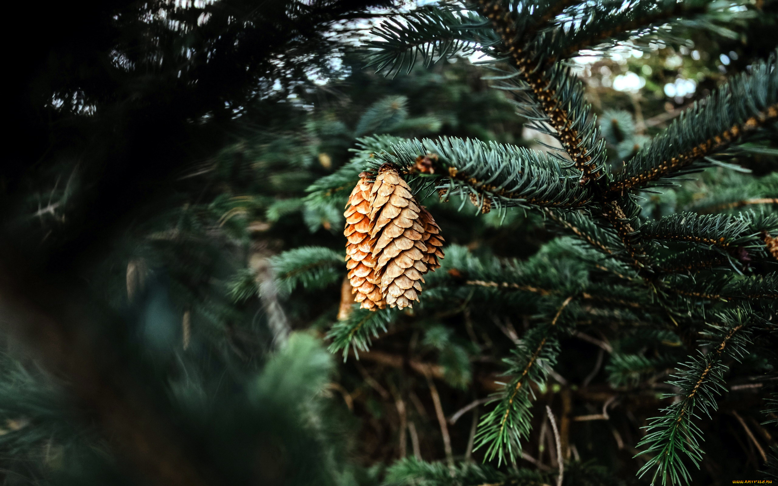 природа, шишки, , жёлуди, , каштаны