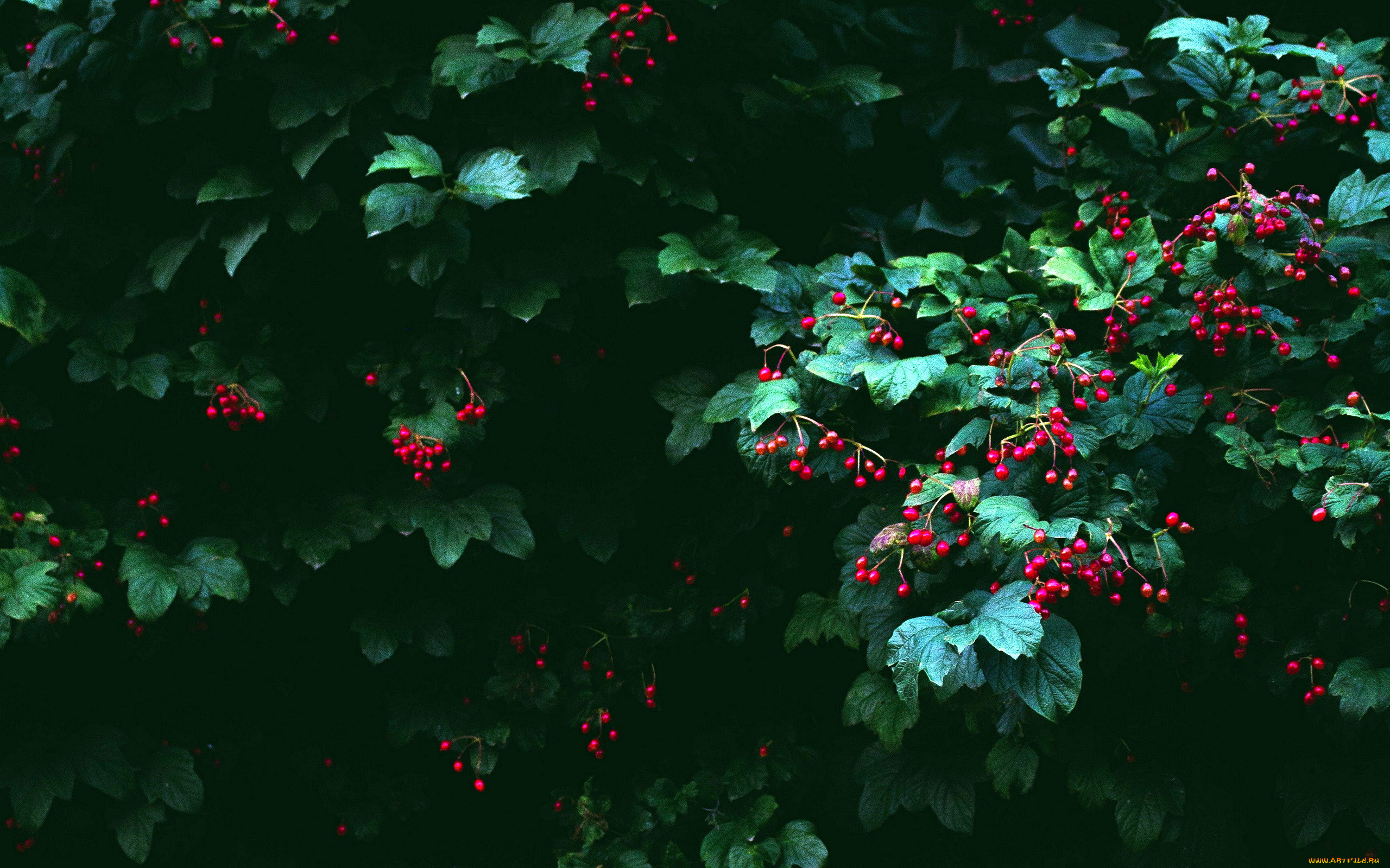 природа, Ягоды, куст