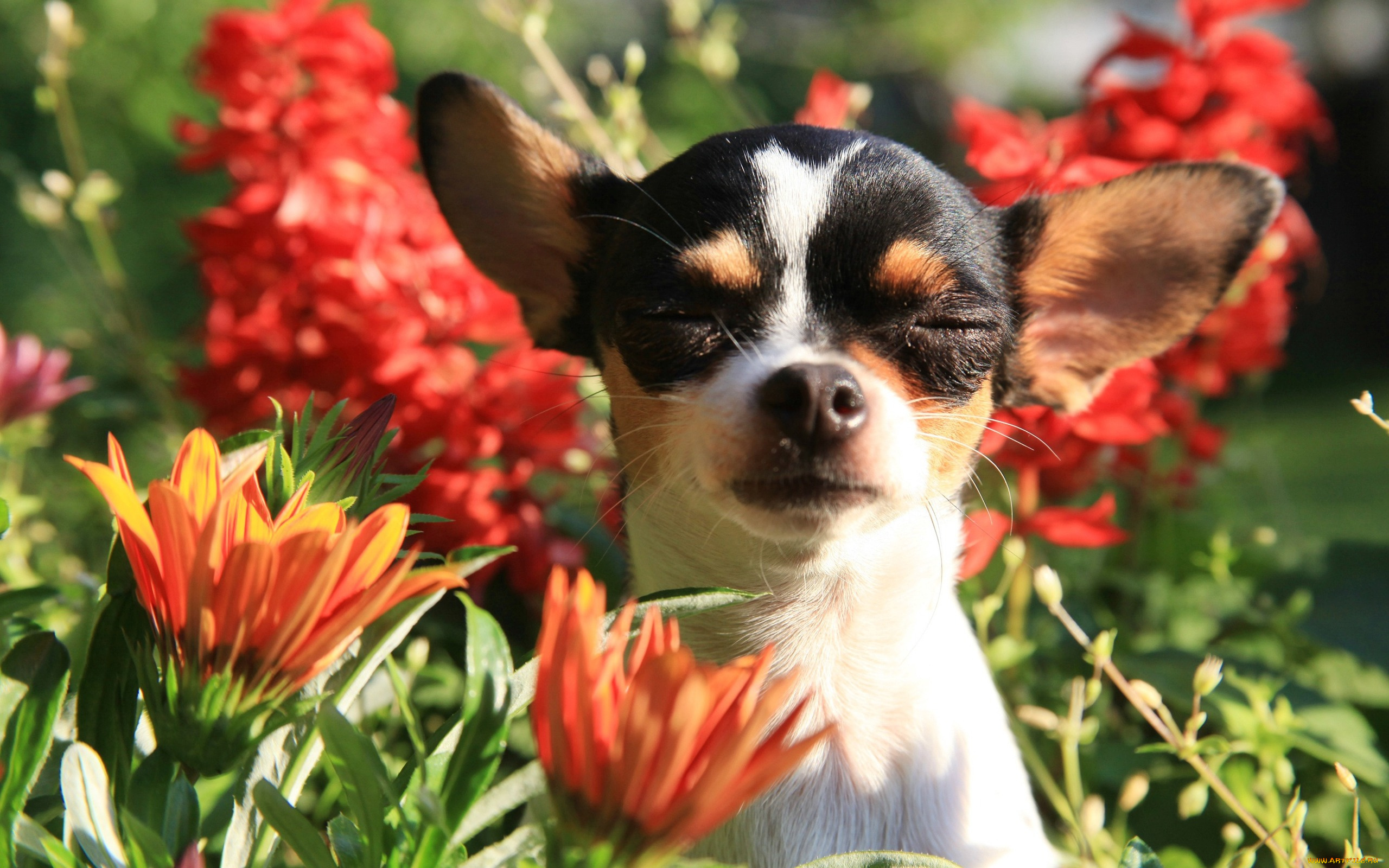 животные, собаки, цветы, портрет, уши, мордашка, пёсик, Чихуахуа, собачонка