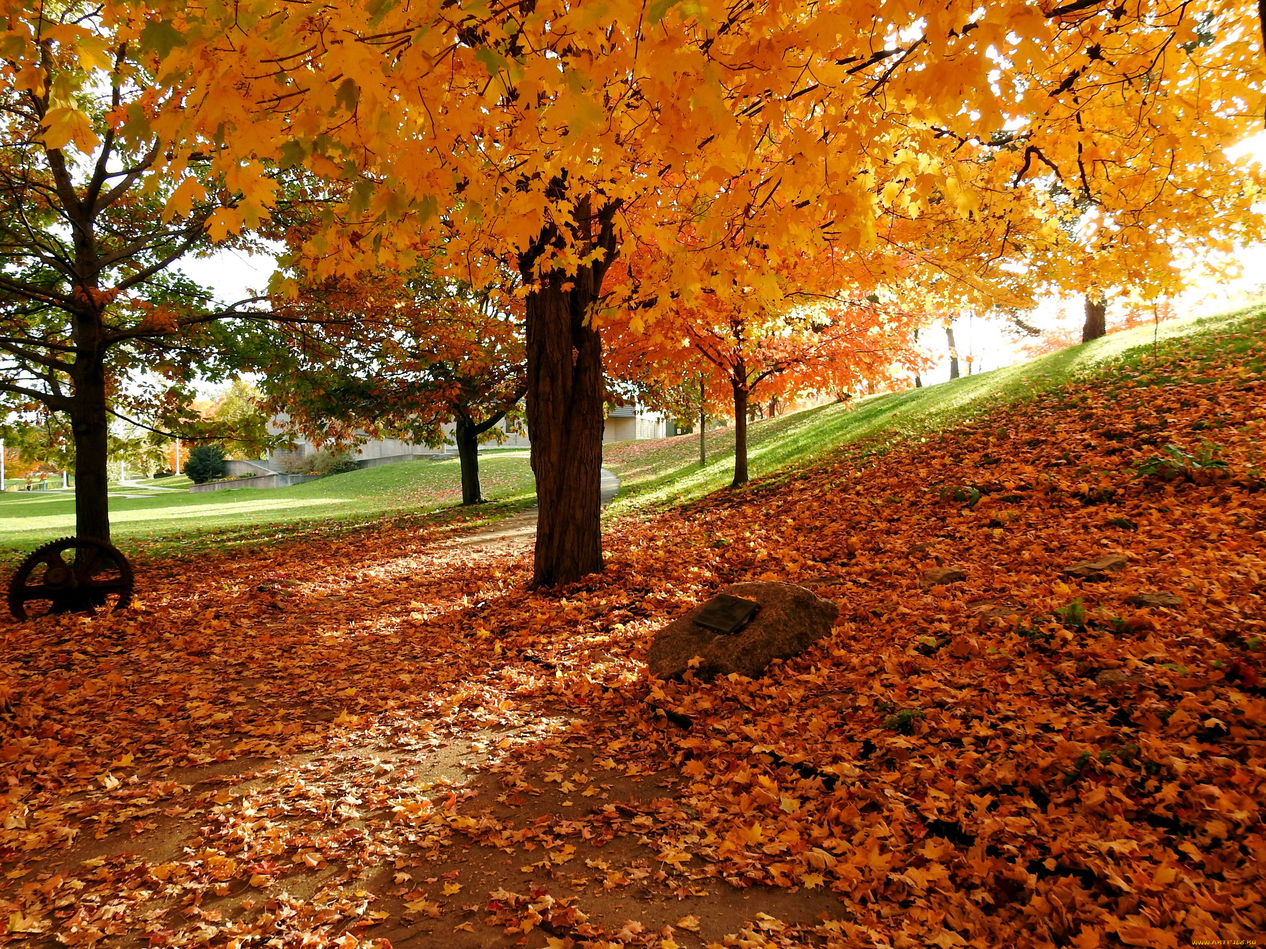 природа, парк, листопад, осень
