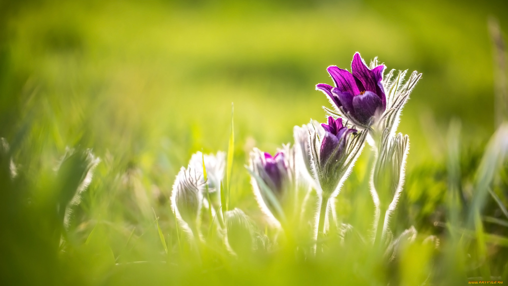 цветы, анемоны, , сон-трава, сон-трава