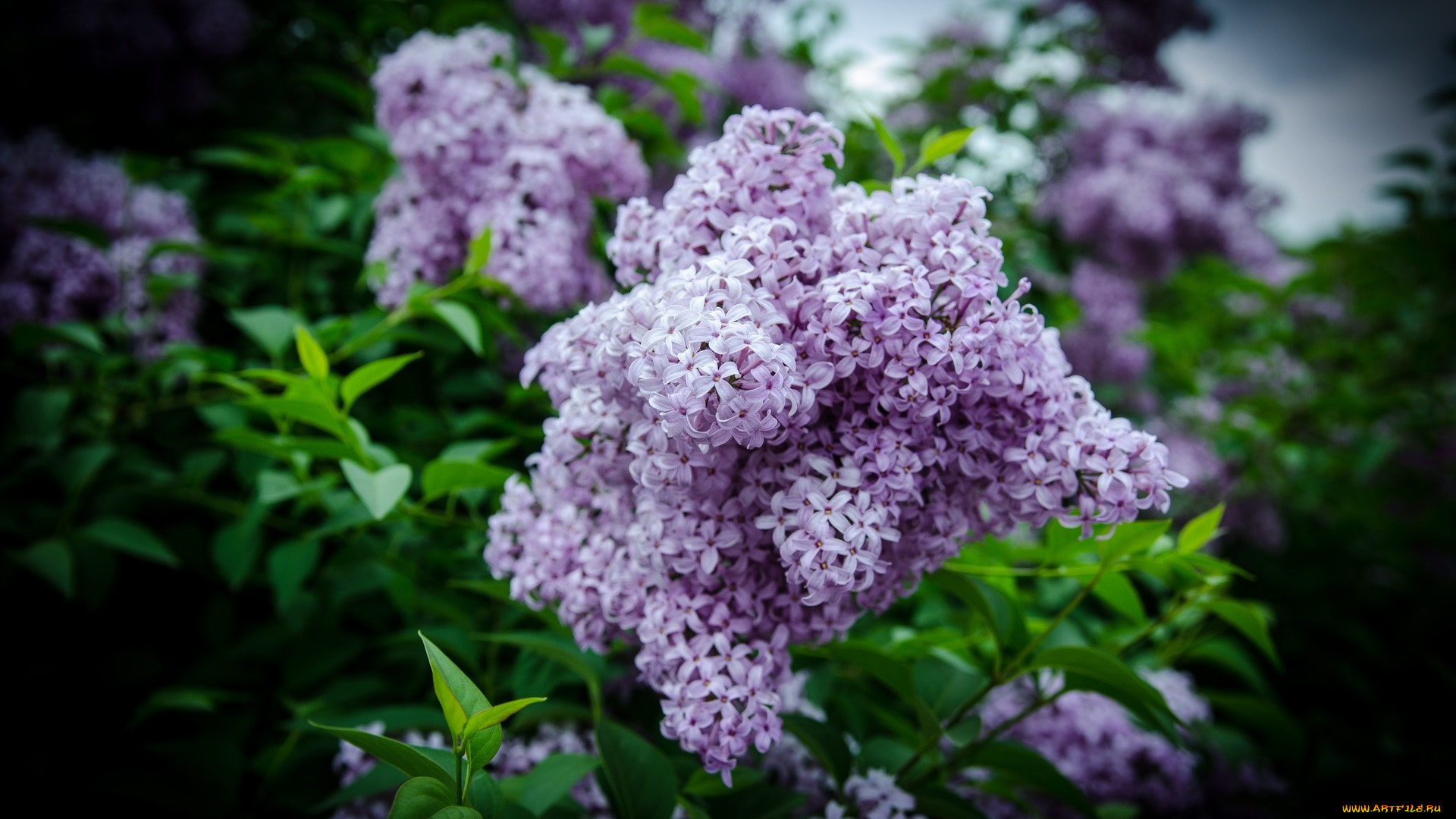 цветы, сирень, куст, весна