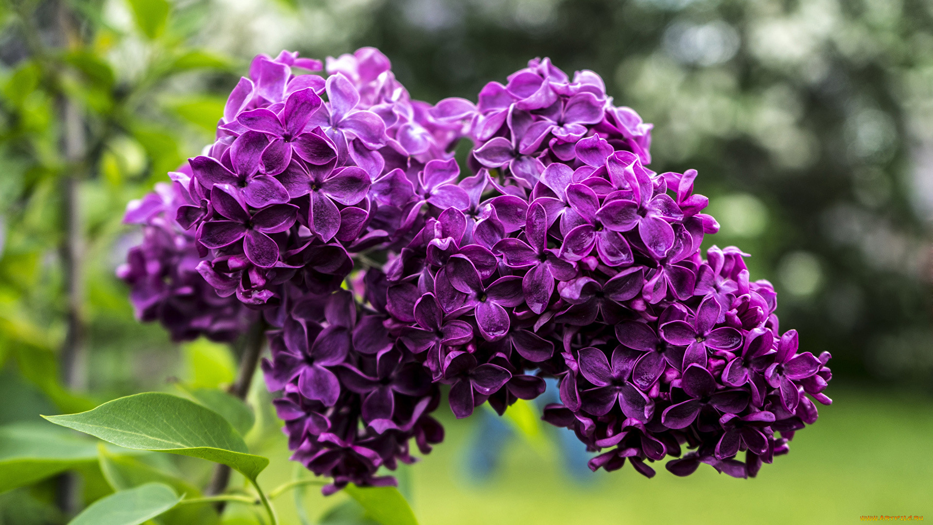 цветы, сирень, ветка, весна