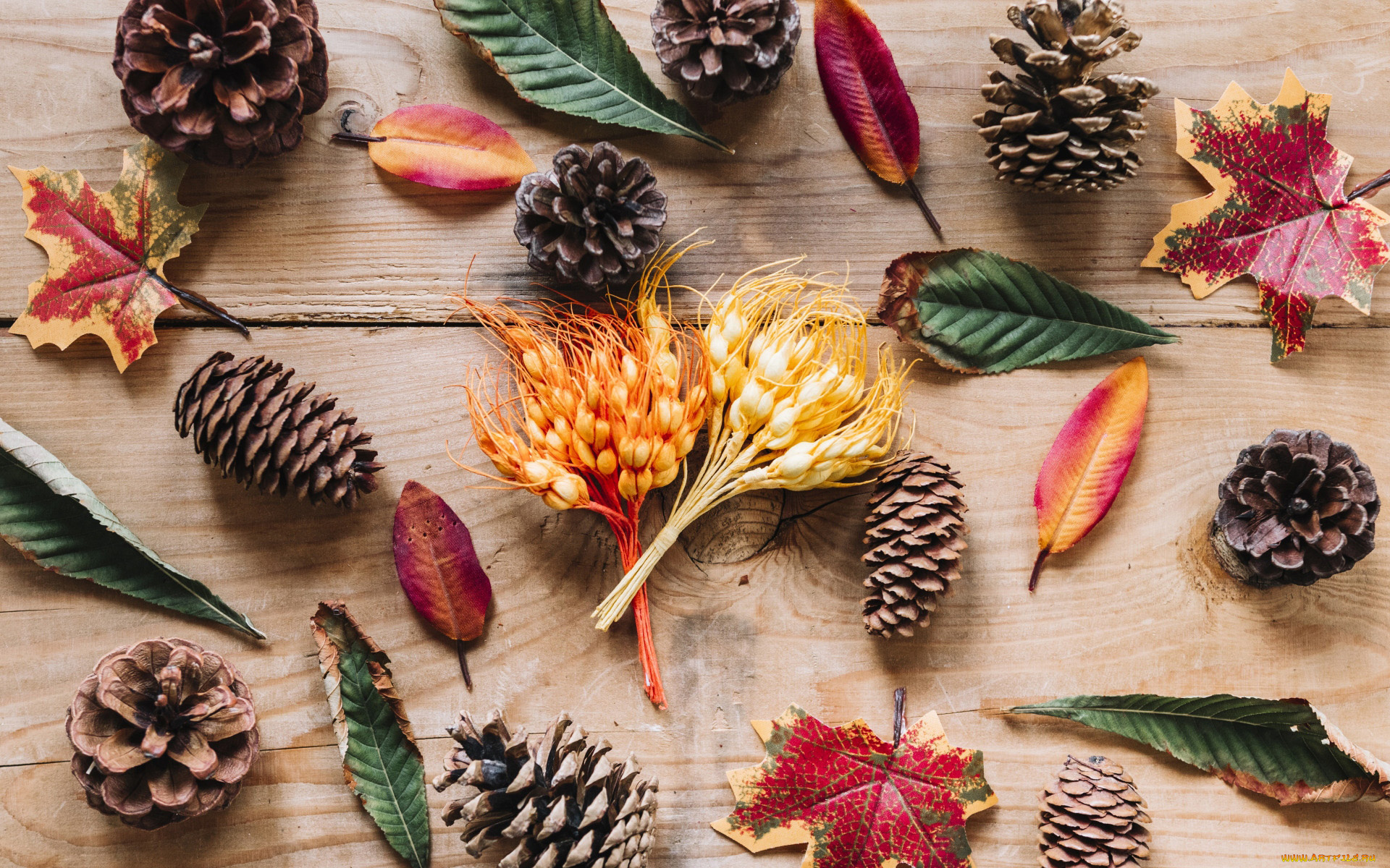 природа, шишки, , жёлуди, , каштаны